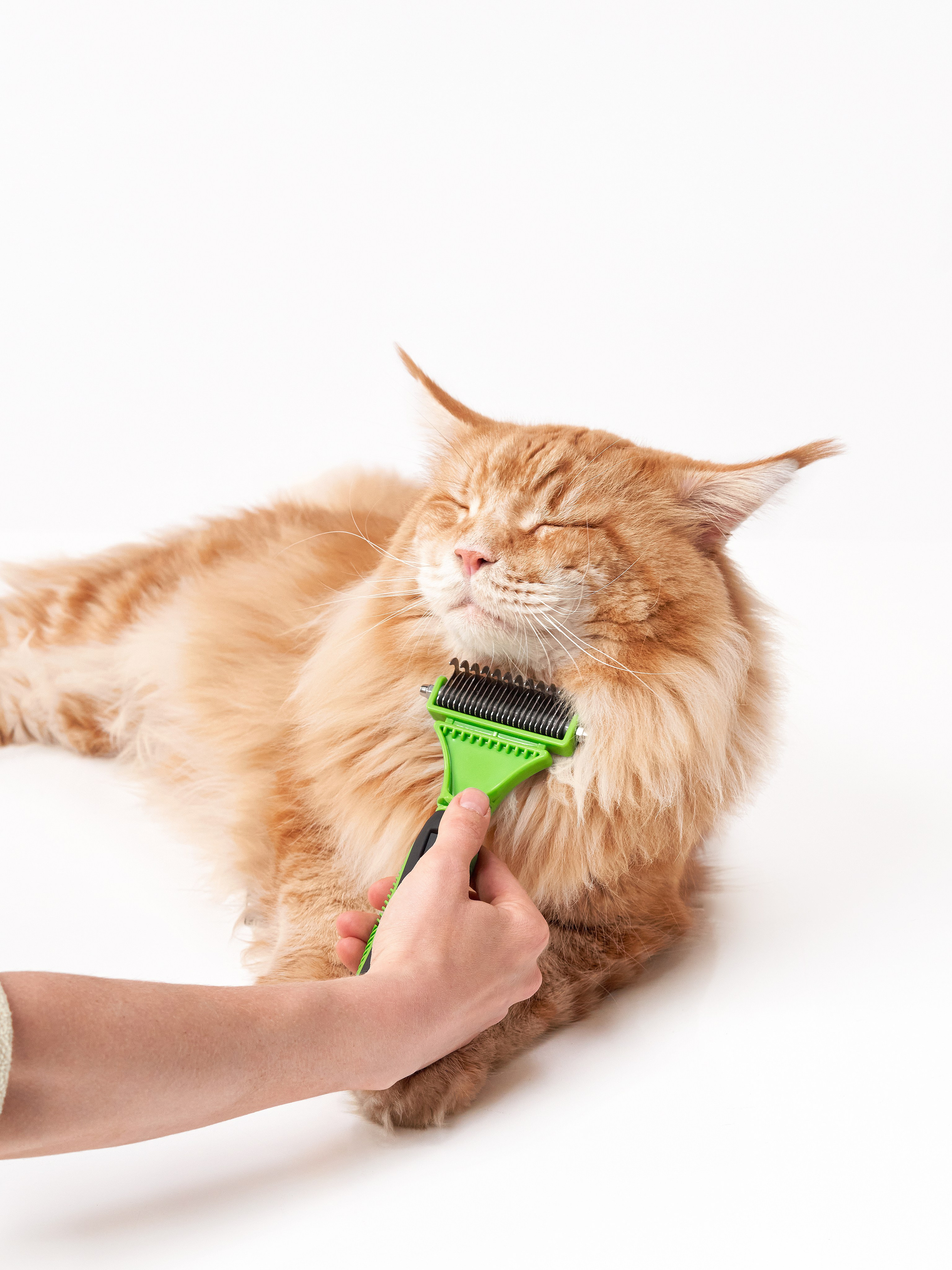 Advertising shooting with animals. Pets in advertising. Dog photographer Averianova Anna — Art photography of dogs