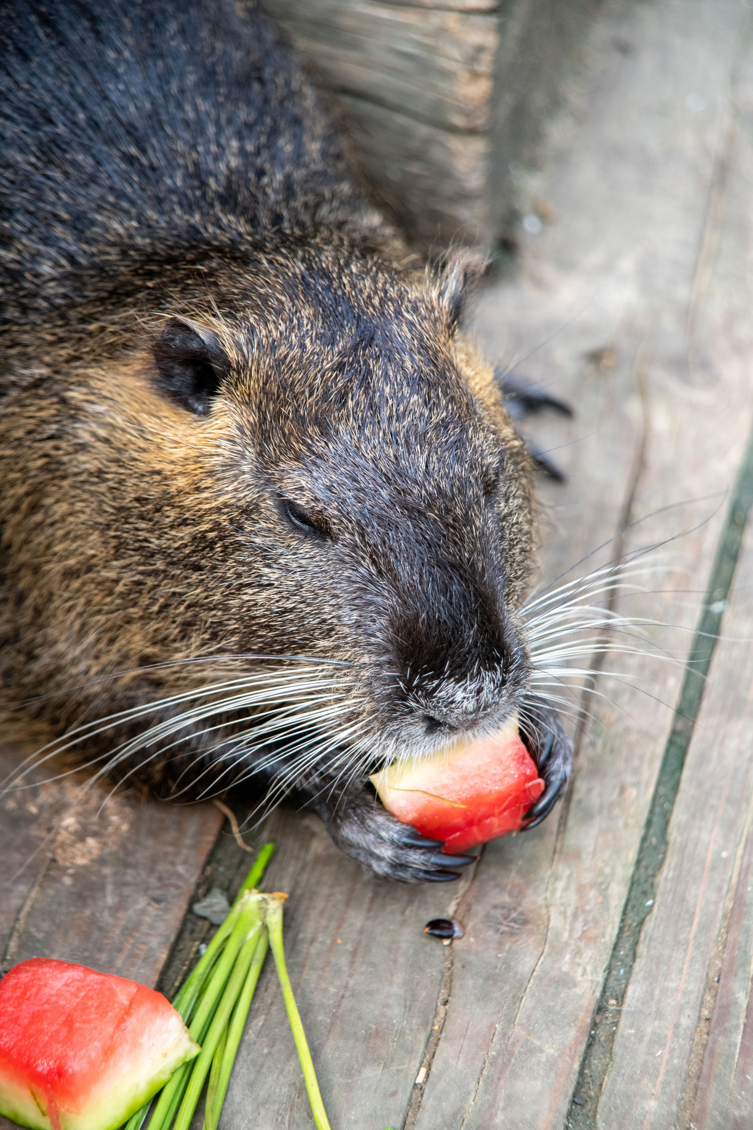 Нутриевая ферма. Большакова Полина — фотограф в Туле