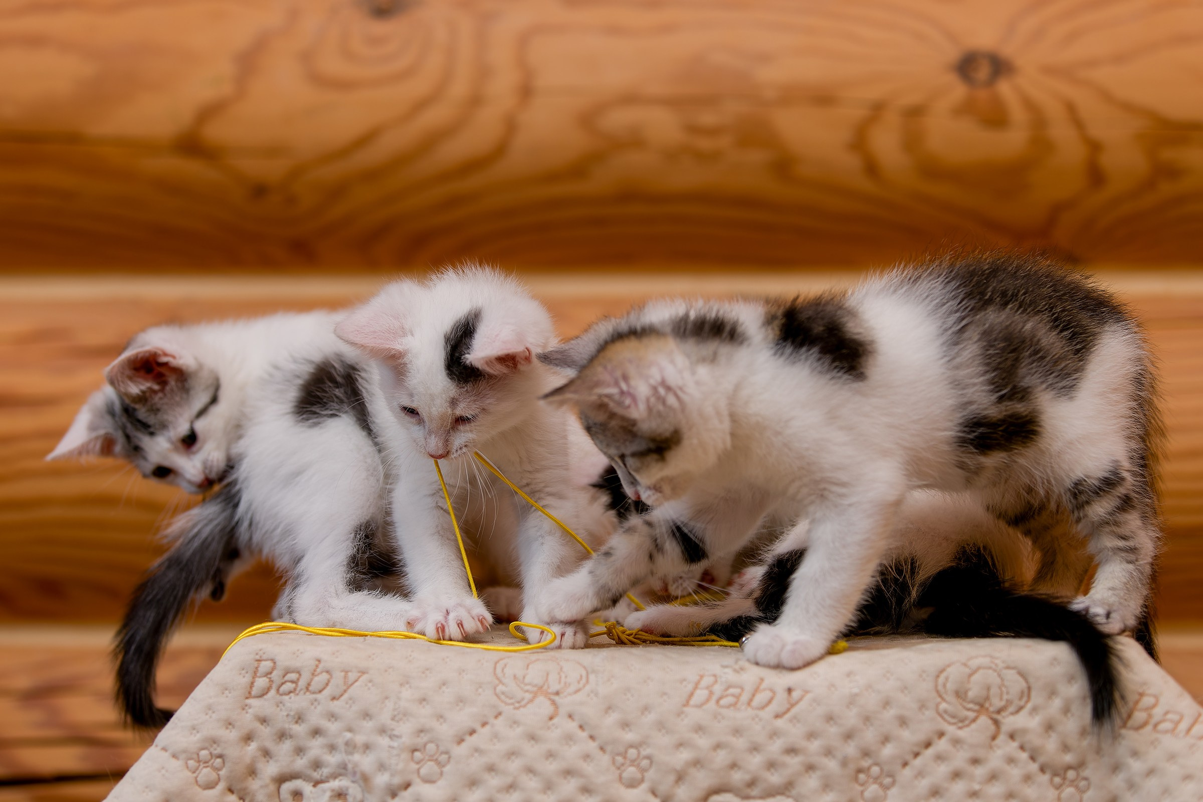 Котята. Irenephoto.ru