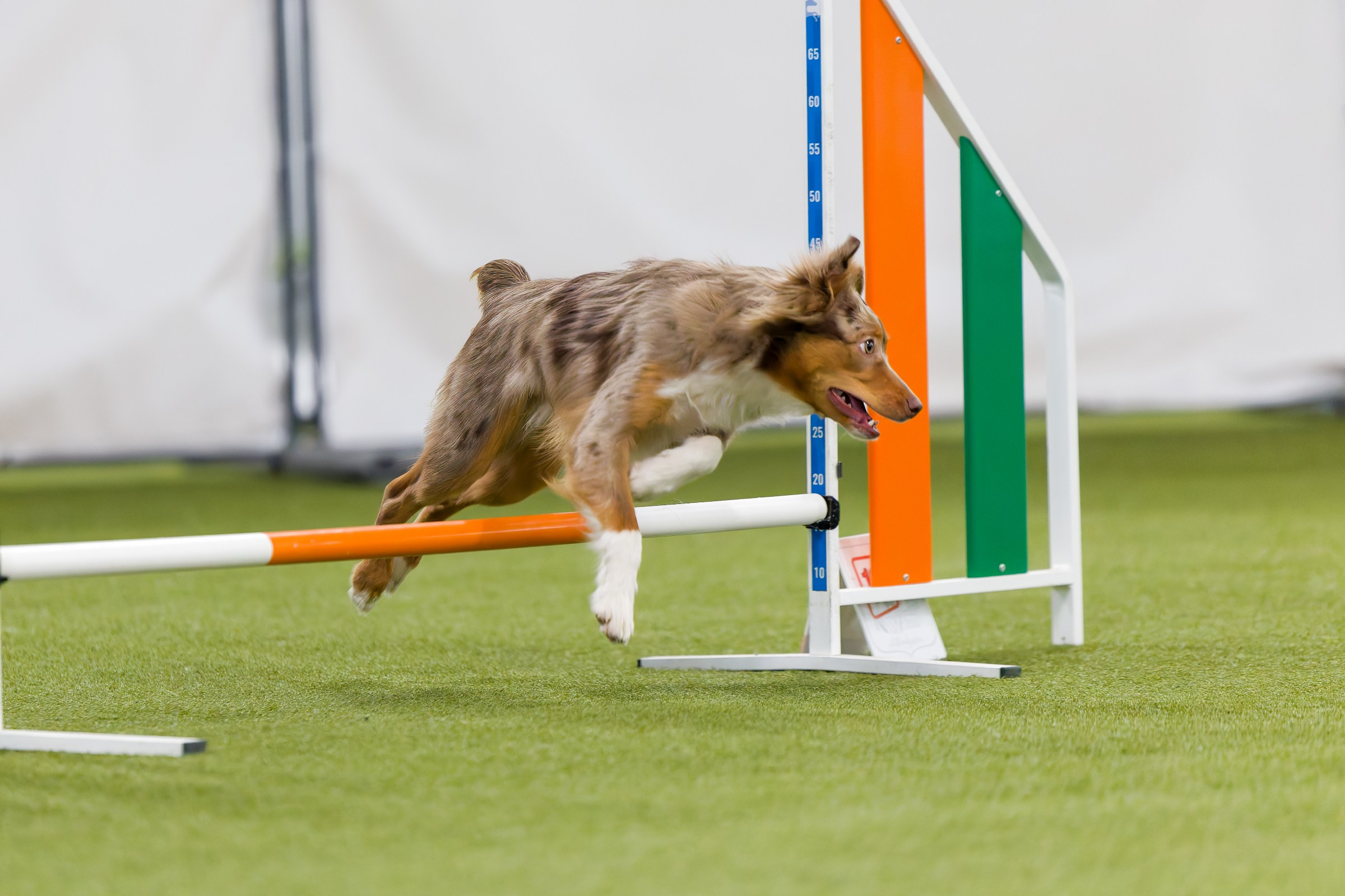 День рождения Пёсбурга — февраль 2025. Irenephoto.ru