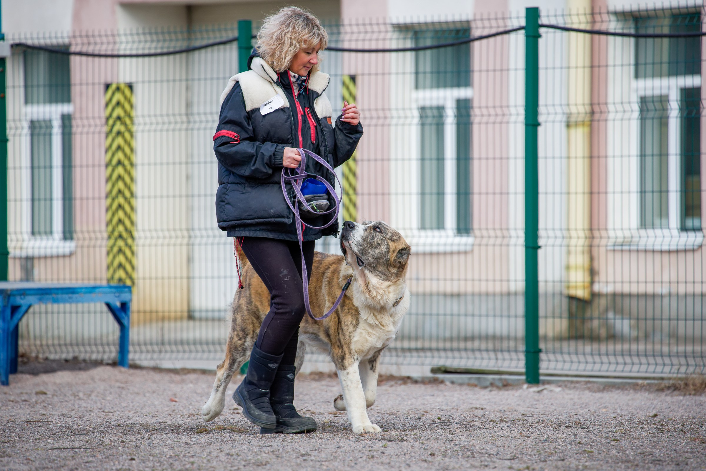Соревнования «Пошагаем?» от школы дрессировки «Шаги». Irenephoto.ru