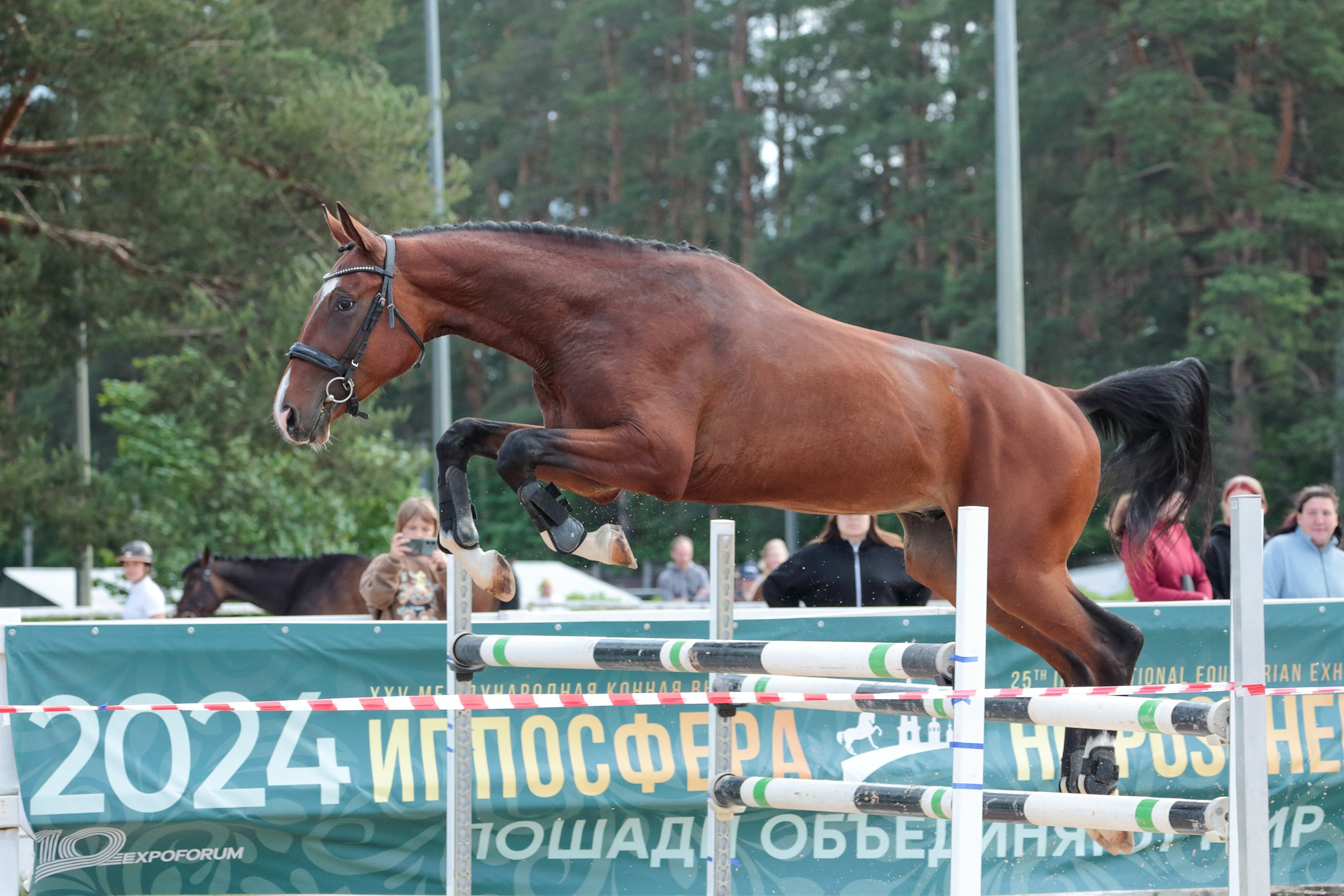 Иппосфера 2024. Irenephoto.ru