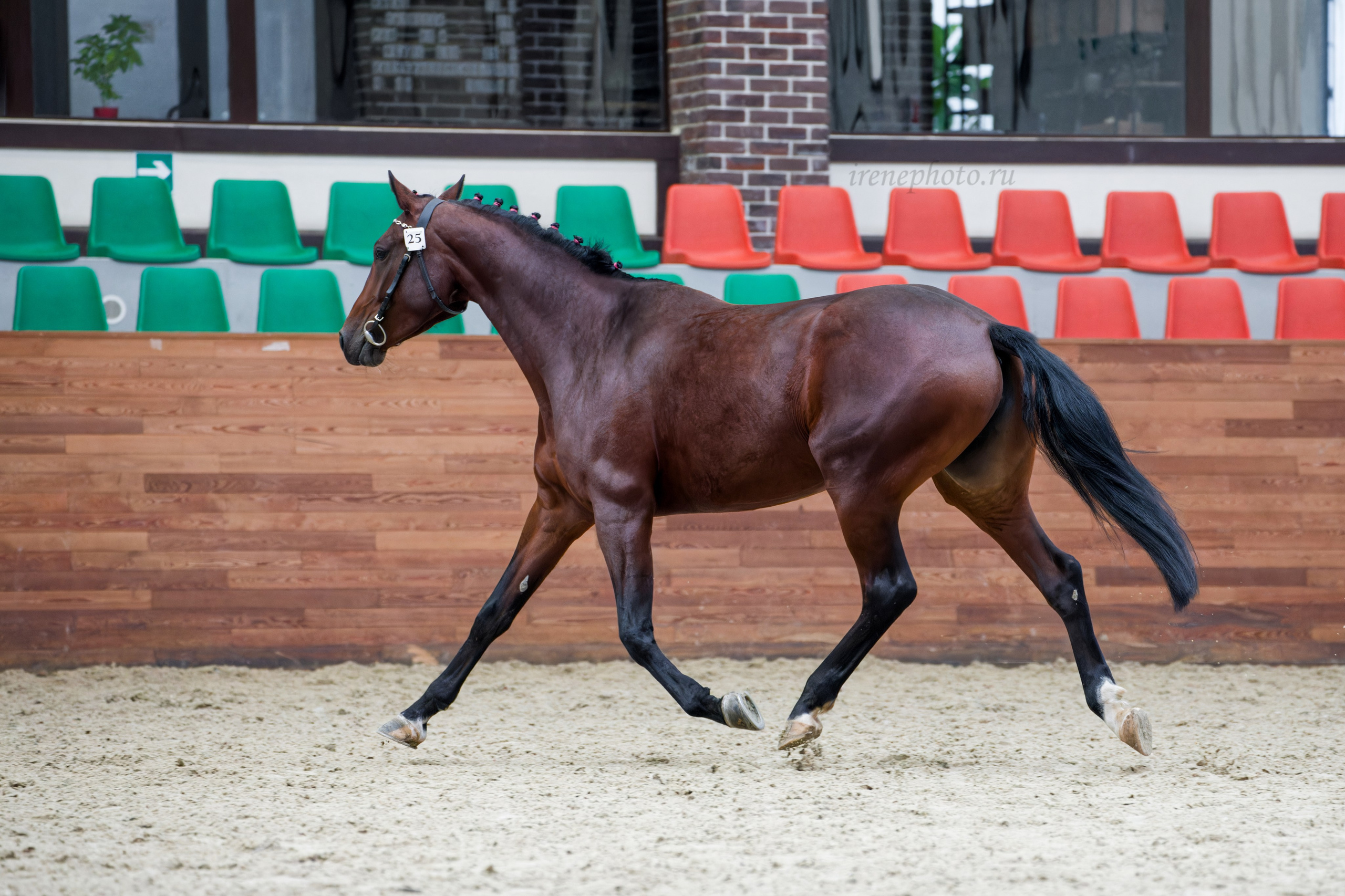 Конная Россия 2024 Оценка двигательных качеств. Irenephoto.ru