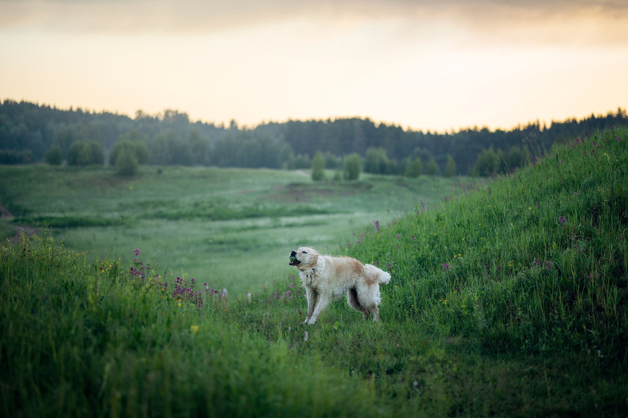 Юля и Руби. Фотограф — Анималист | Санкт-Петербург