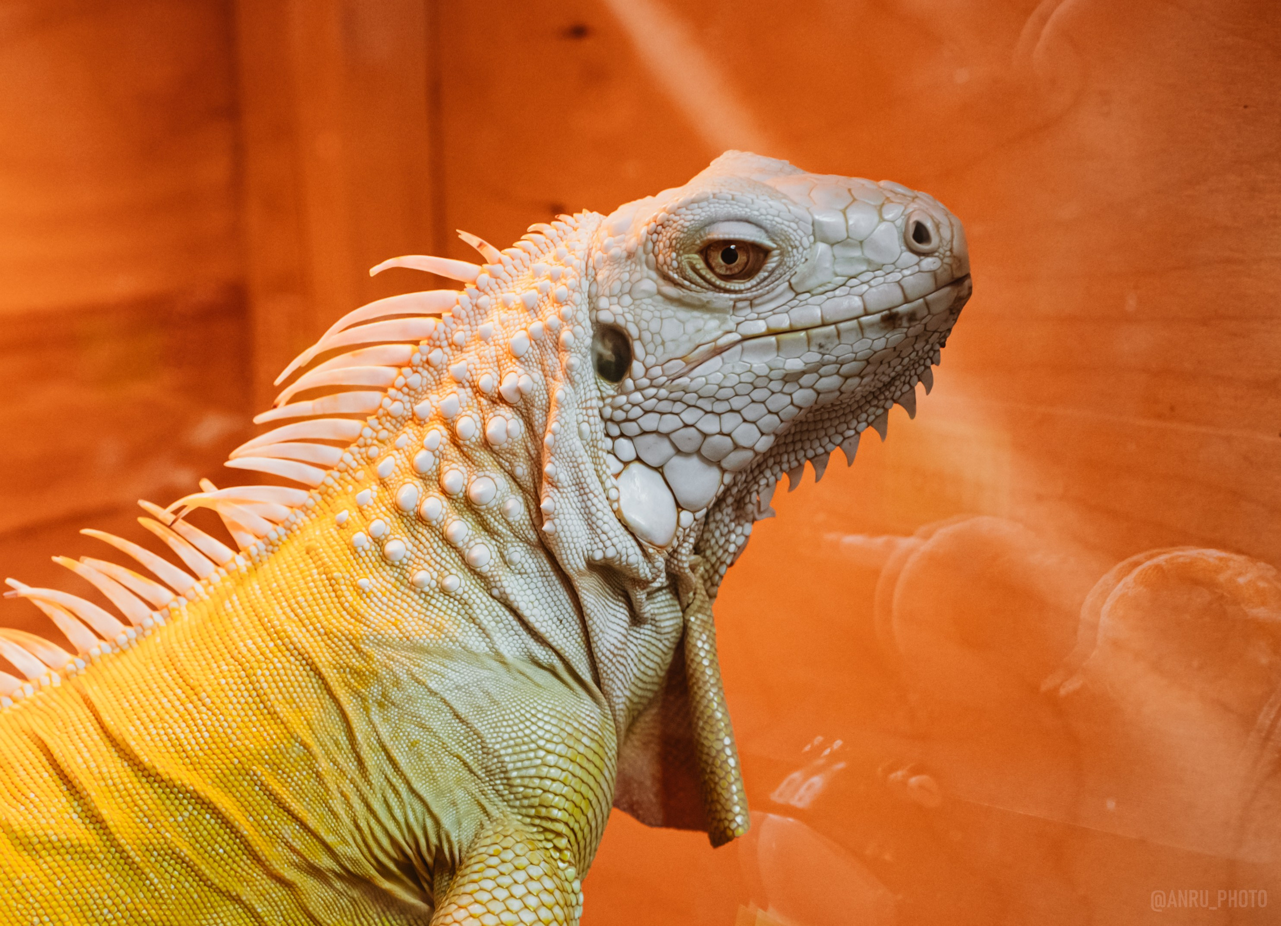 Рептилиум. Репортажный фотограф Анастасия Рубцова