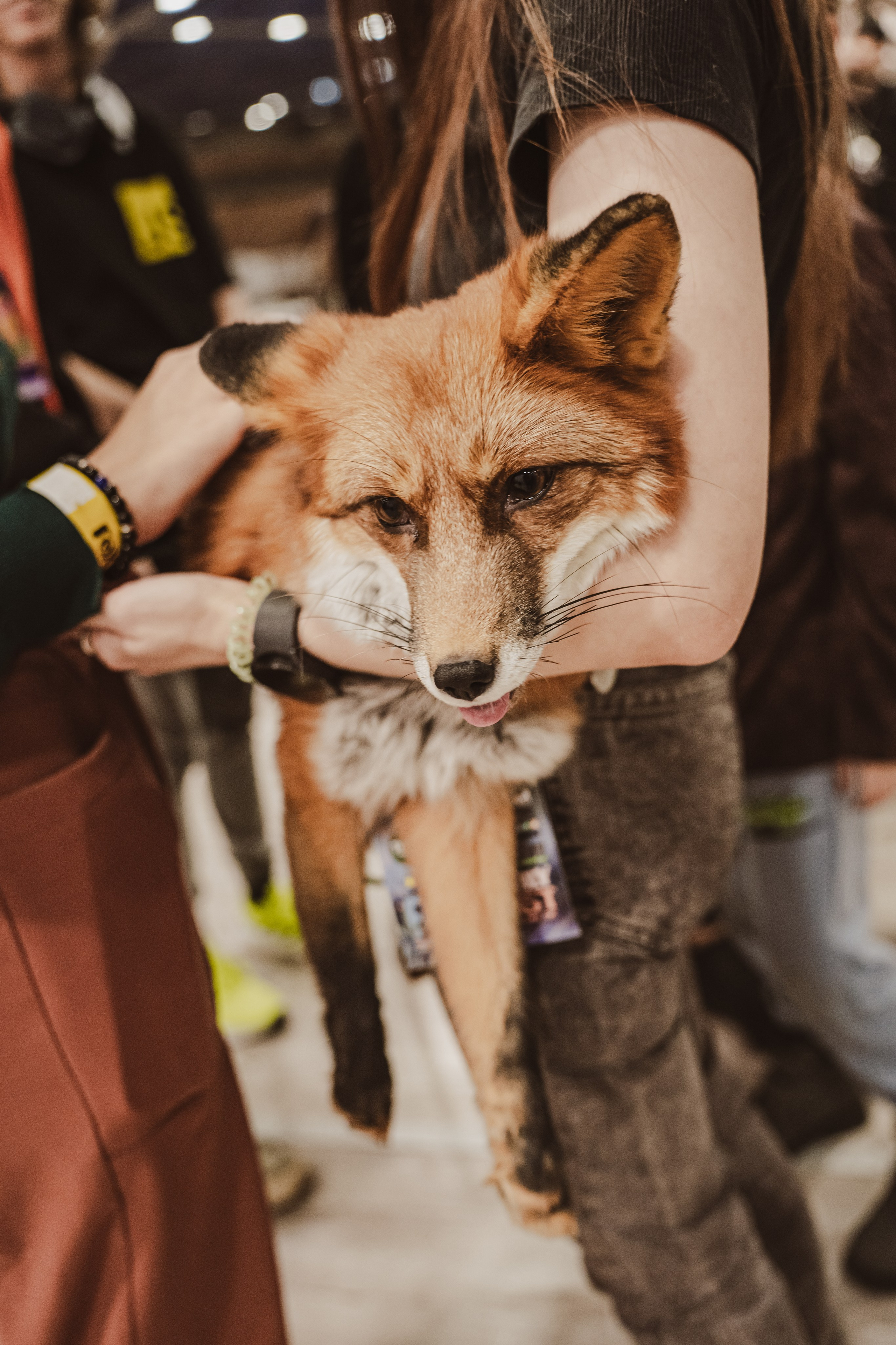 Fox Family fest. Репортажный фотограф Анастасия Рубцова