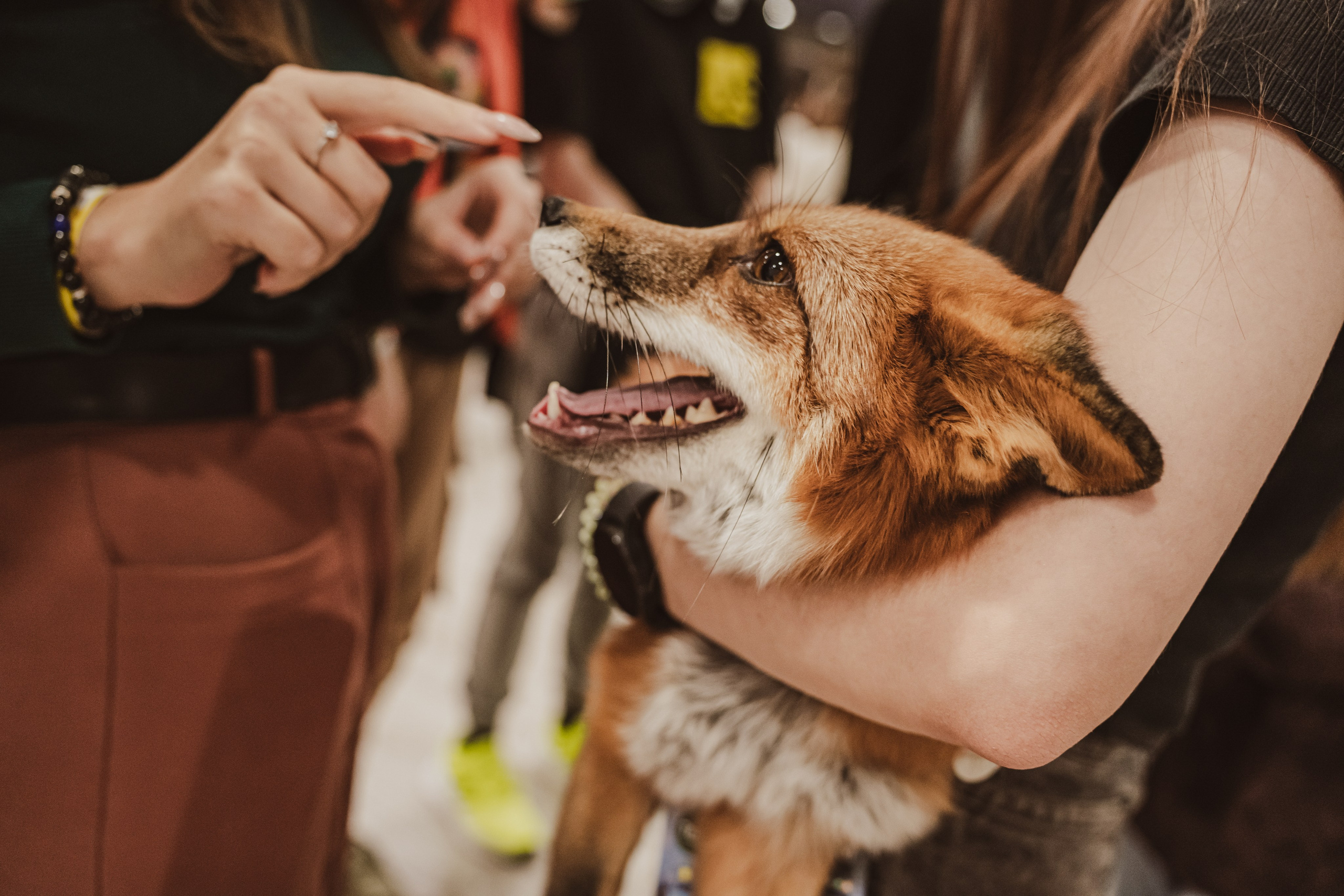 Fox Family fest. Репортажный фотограф Анастасия Рубцова