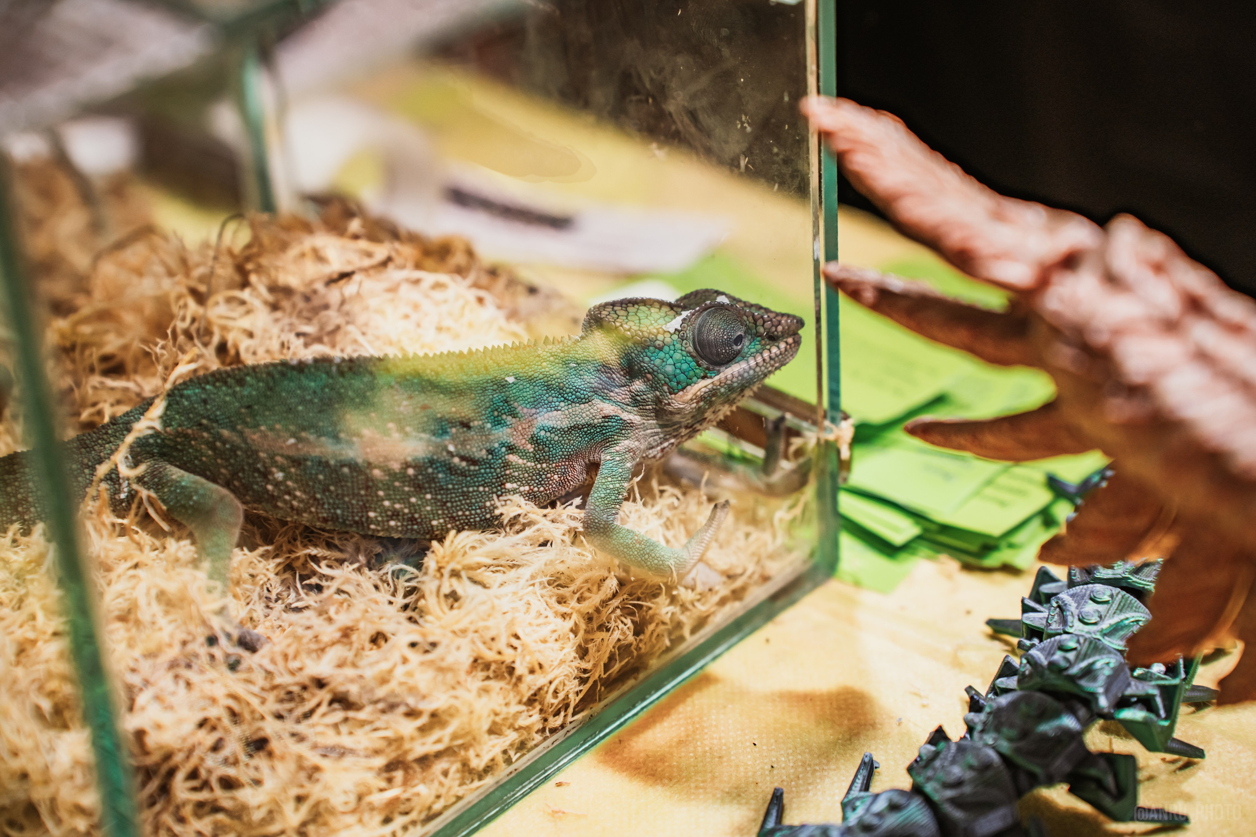 Рептилиум. Репортажный фотограф Анастасия Рубцова