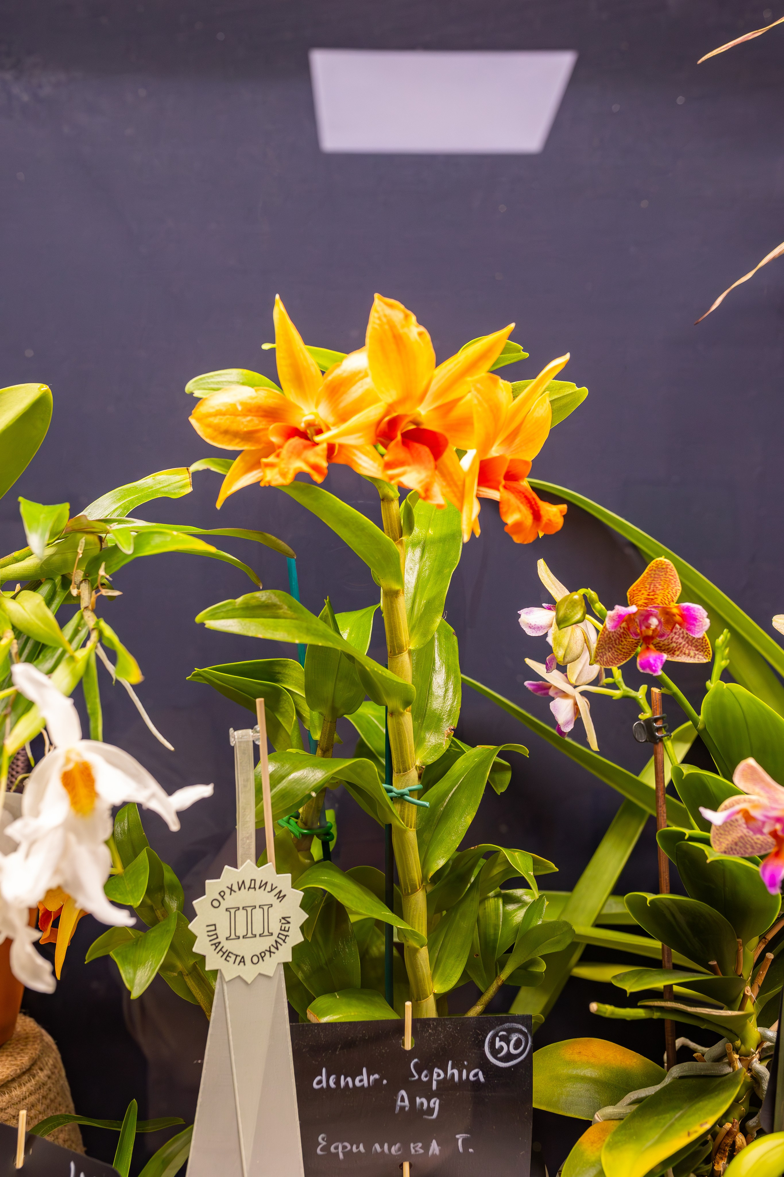 Орхидиум сентябрь 2025. Александра Куликова фотограф, Москва