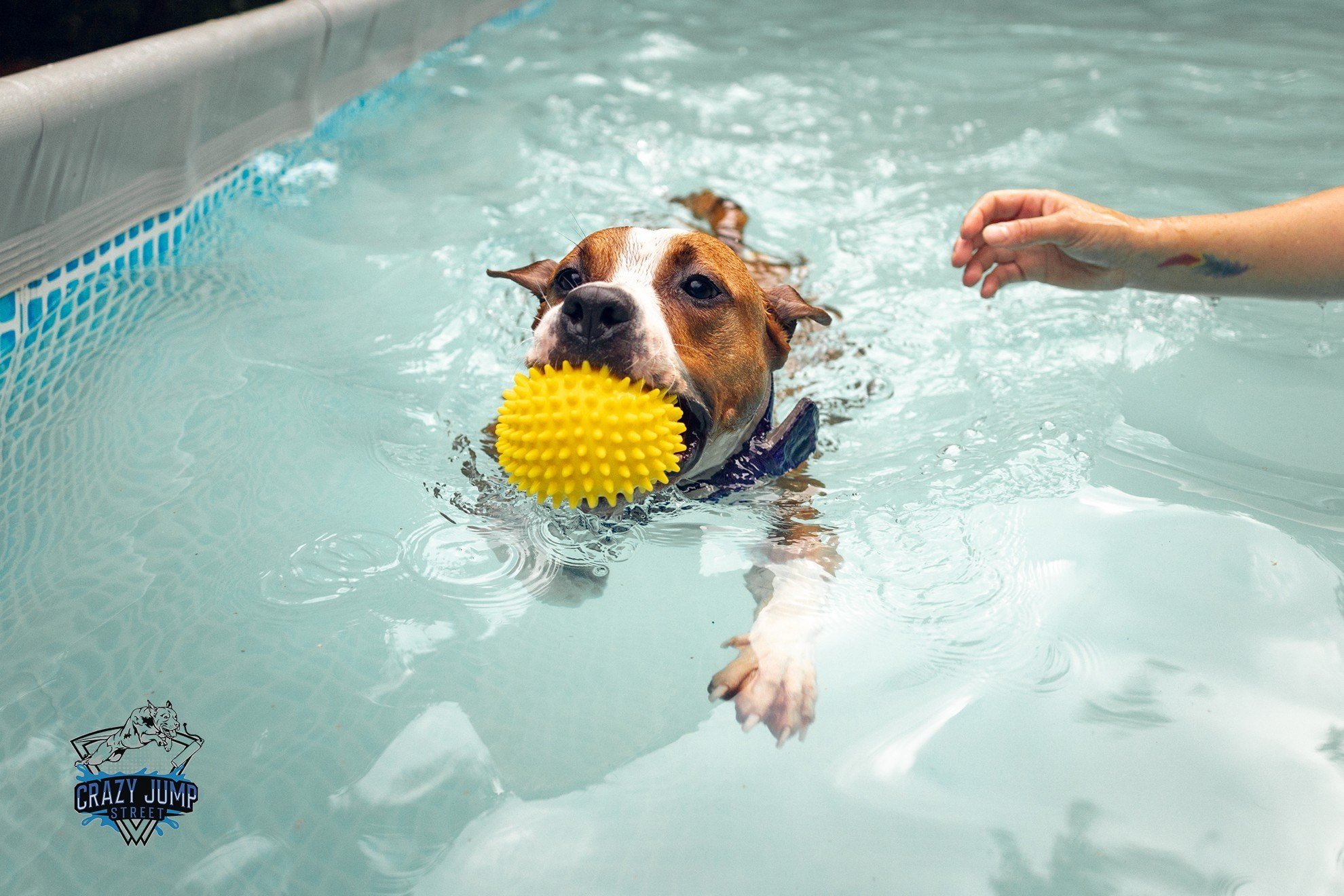 Собаки, спорт, Док дайвинг. Свадебный и репортажный фотограф в Москве и Московской области