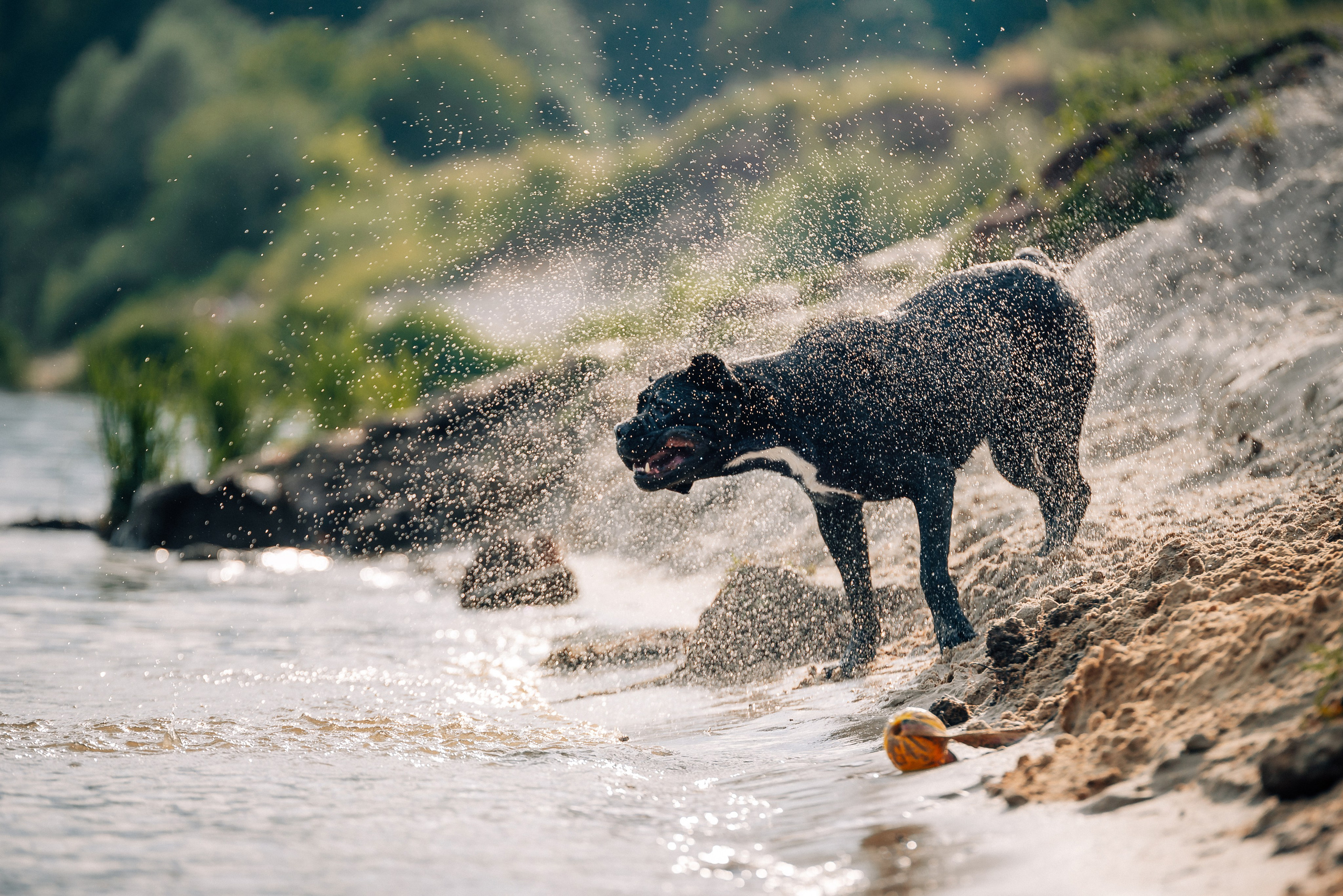 Арина и Николь. Фотограф-анималист Анастасия Парфенова|Екатеринбург