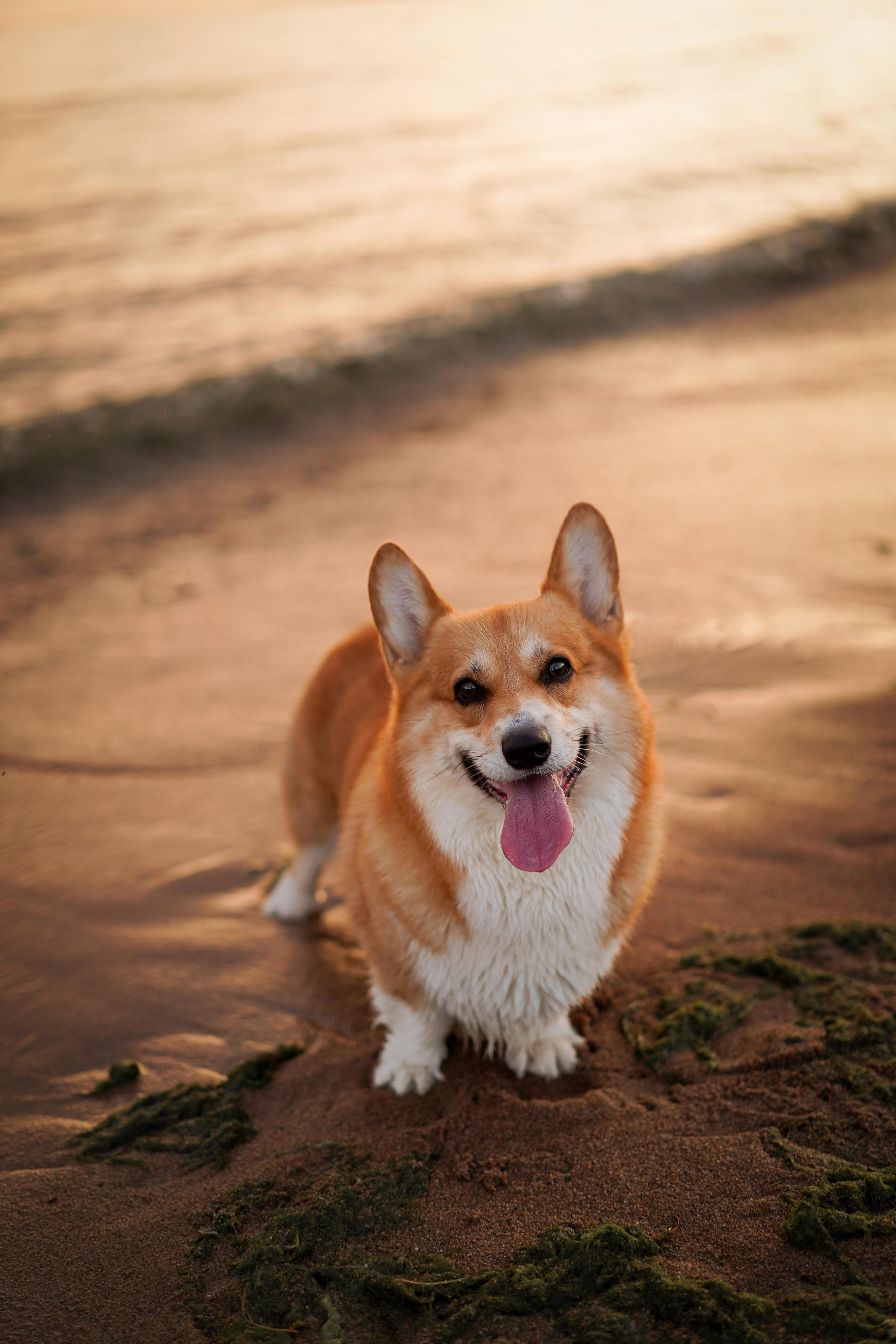 Катя Алиса и коржики. Фотограф-анималист в Санкт-Петербурге Яна Мартынова