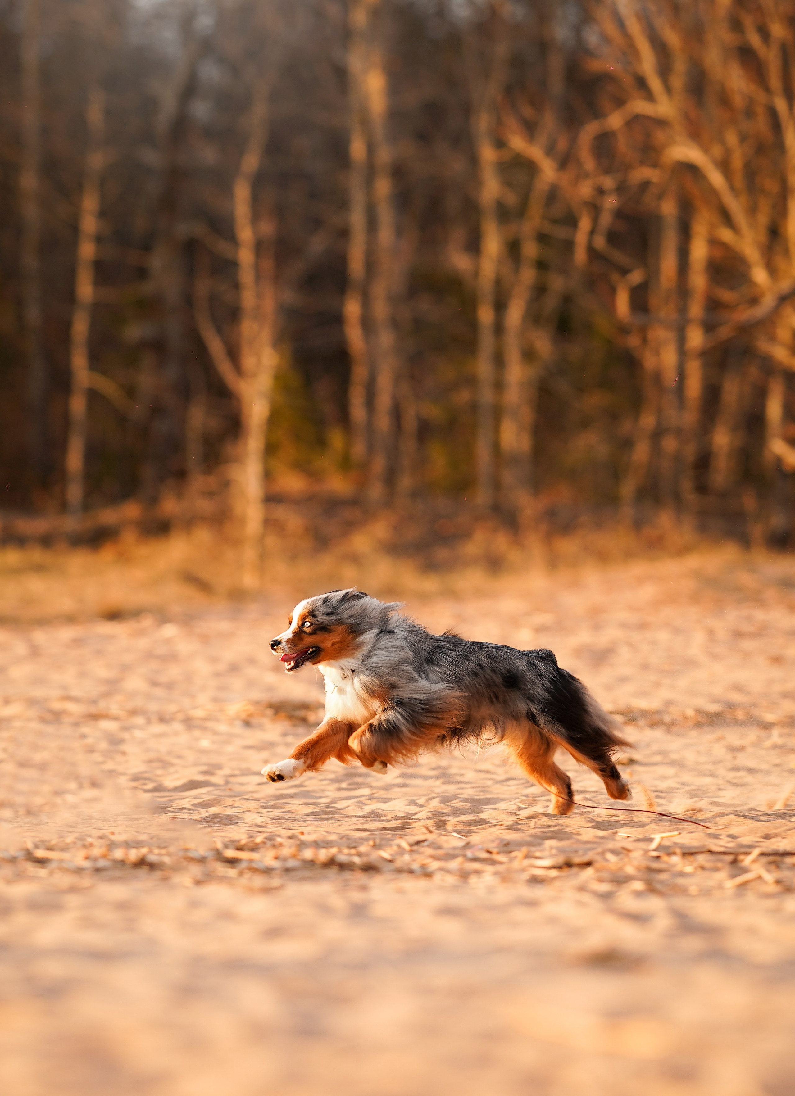 Алиса и Джокер. Фотограф-анималист в Санкт-Петербурге Яна Мартынова