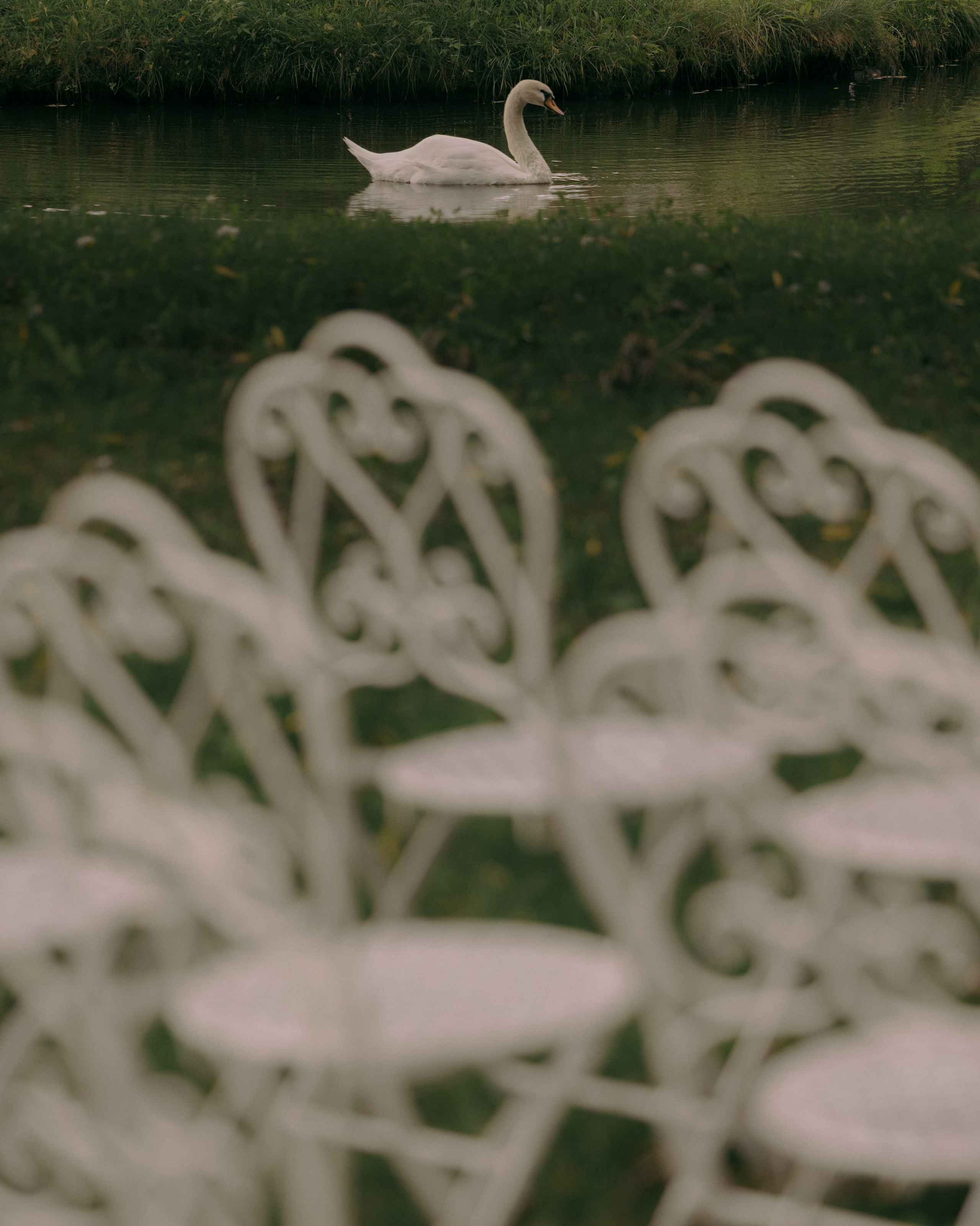Лебеди. Свадебный фотограф Воронеж Москва СПБ