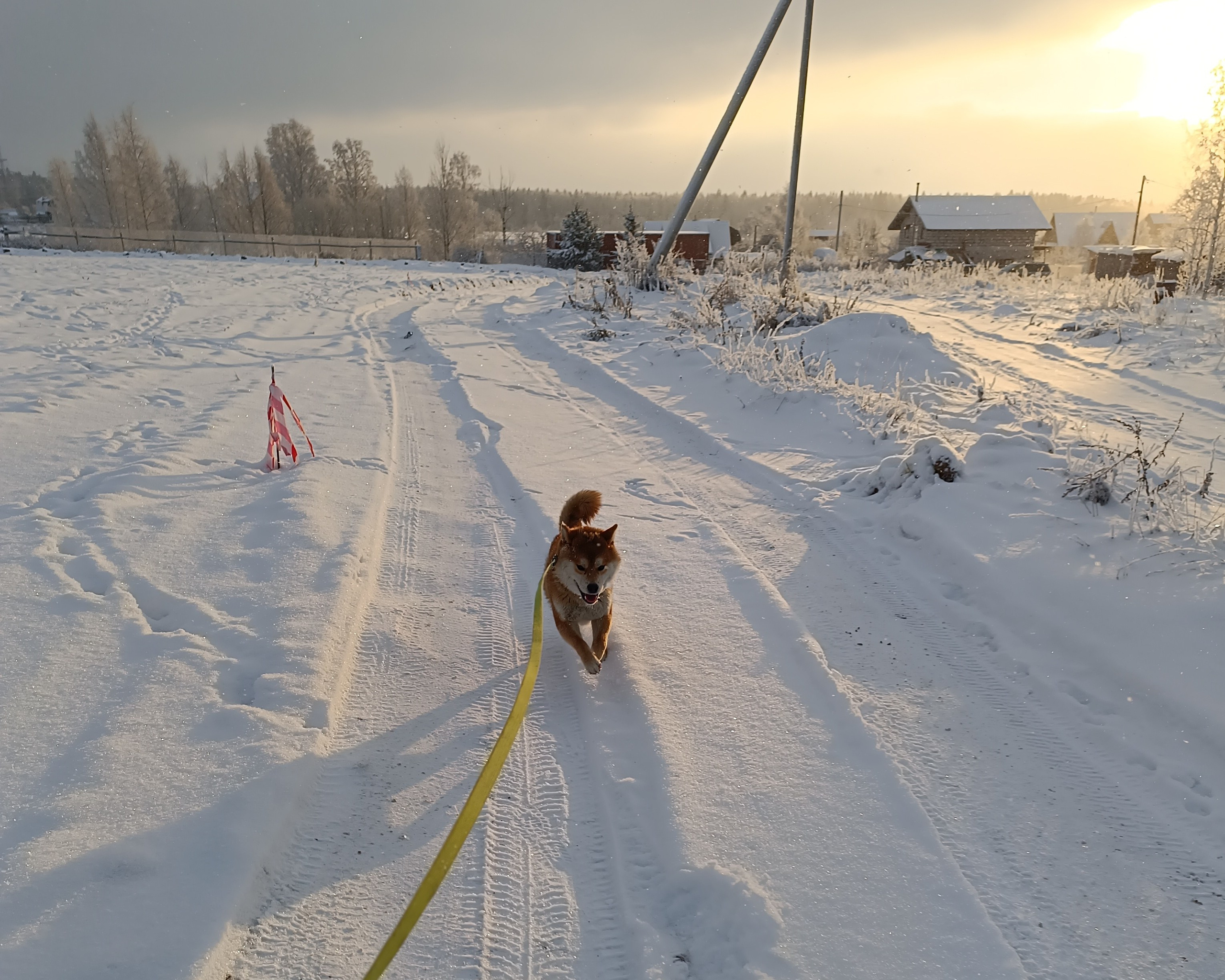 Сиба    Ганжи * Yuzhyy Solnechnyy Pes Ganji  Кобель сиба питомник Рубилайт