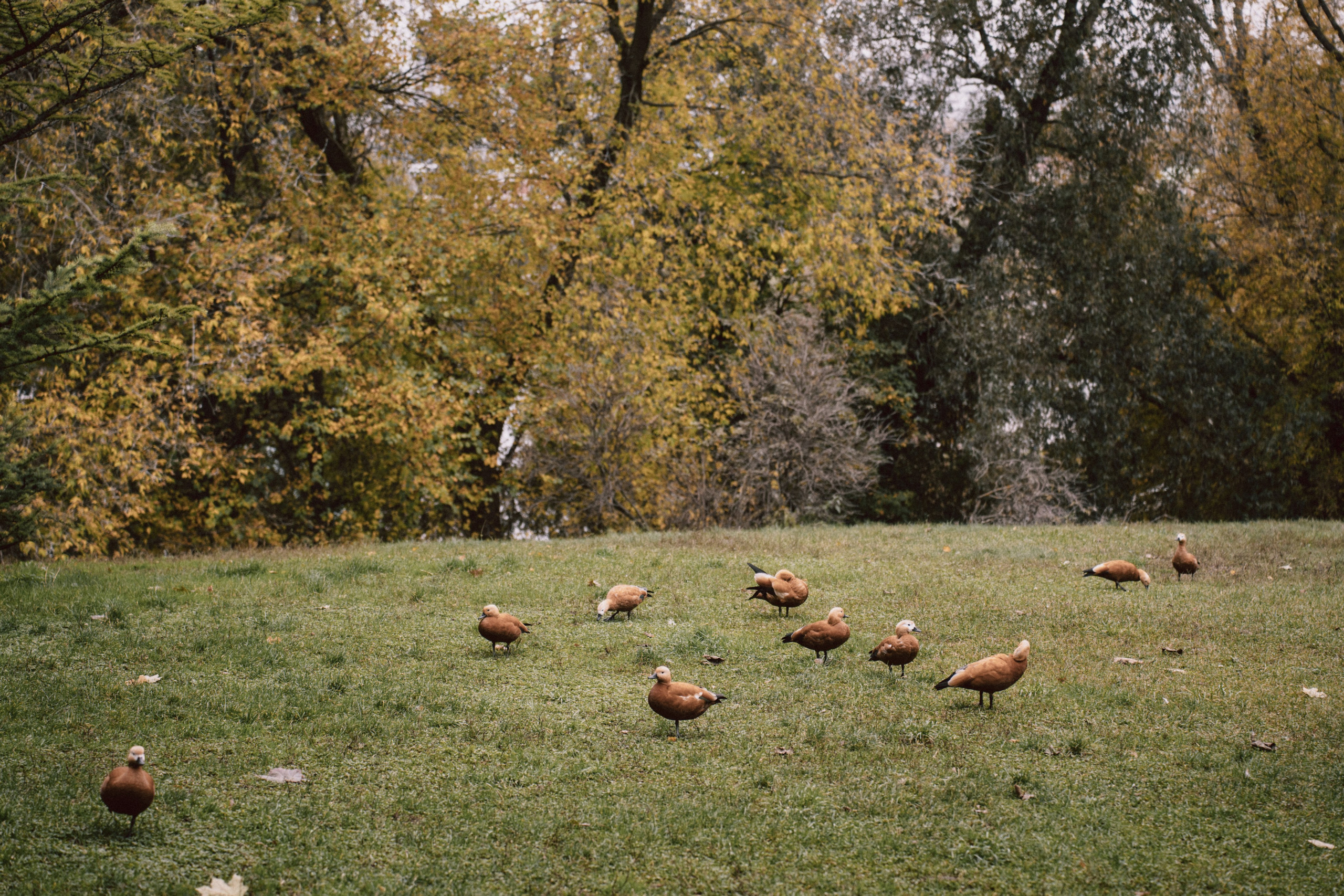 Наталия и Николай. Фотограф Олеся Скворцова