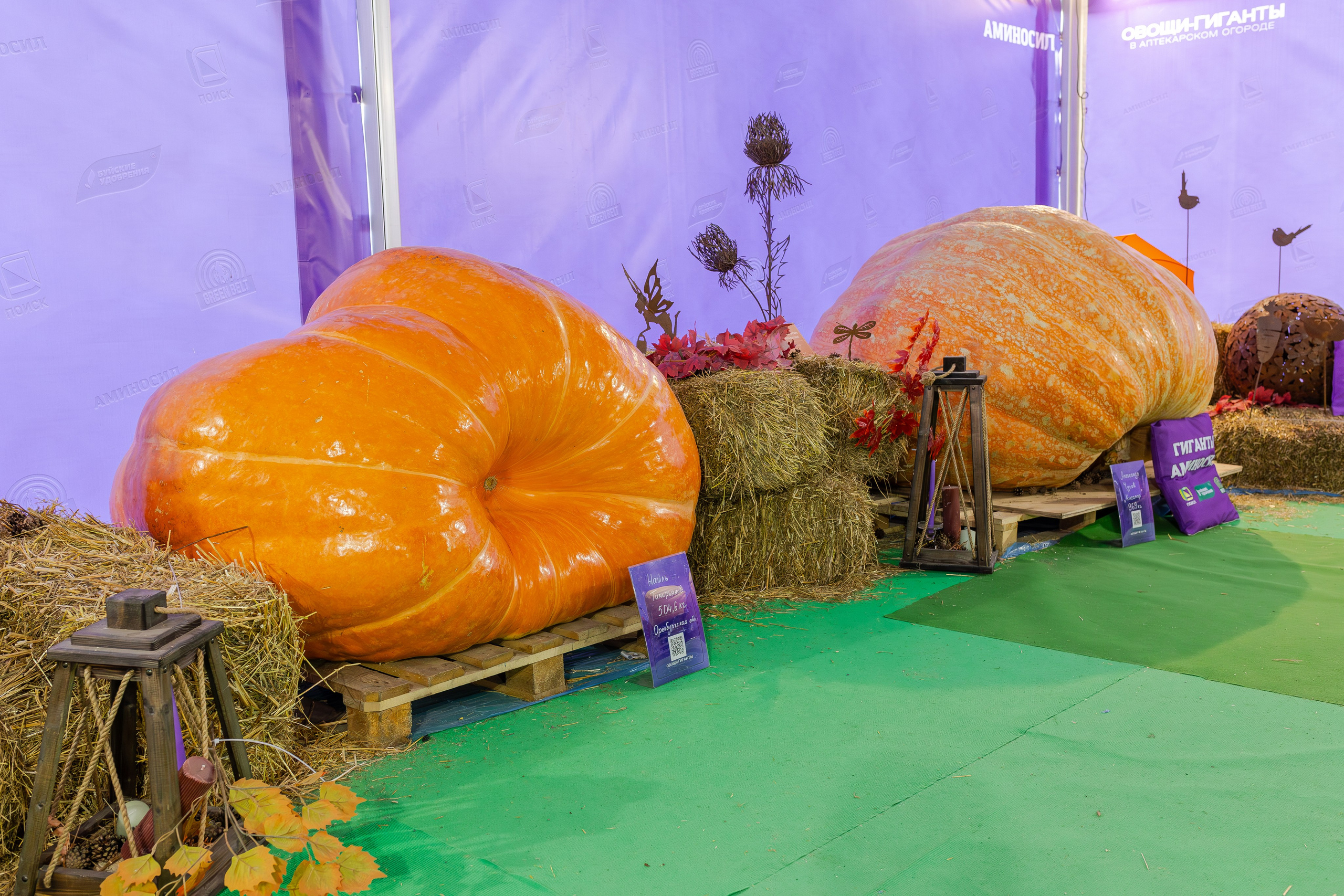 Овощи-гиганты. Александра Куликова фотограф, Москва