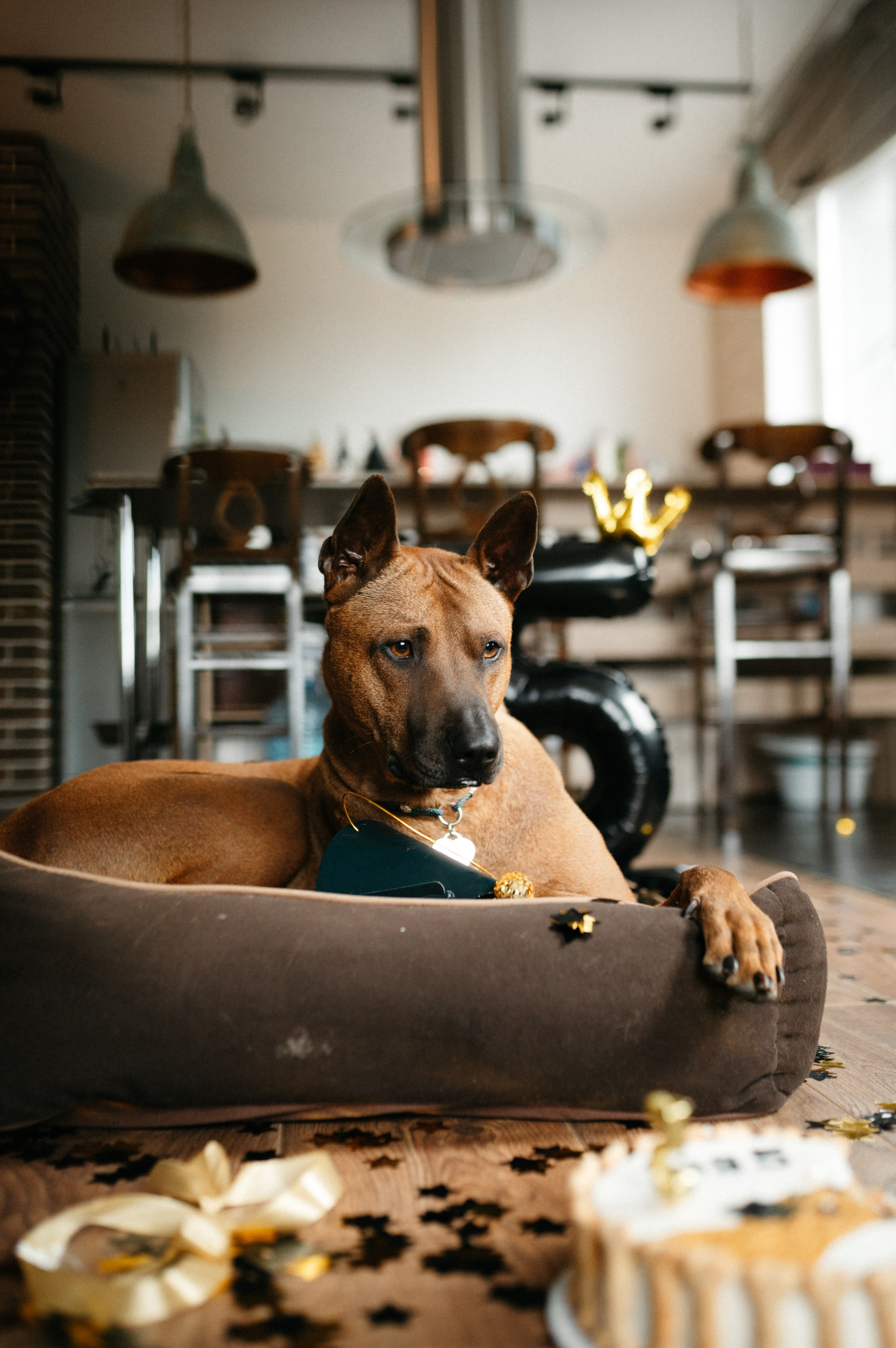 Оксана и Зевс. Фотограф анималист в Москве Ольга Агушева