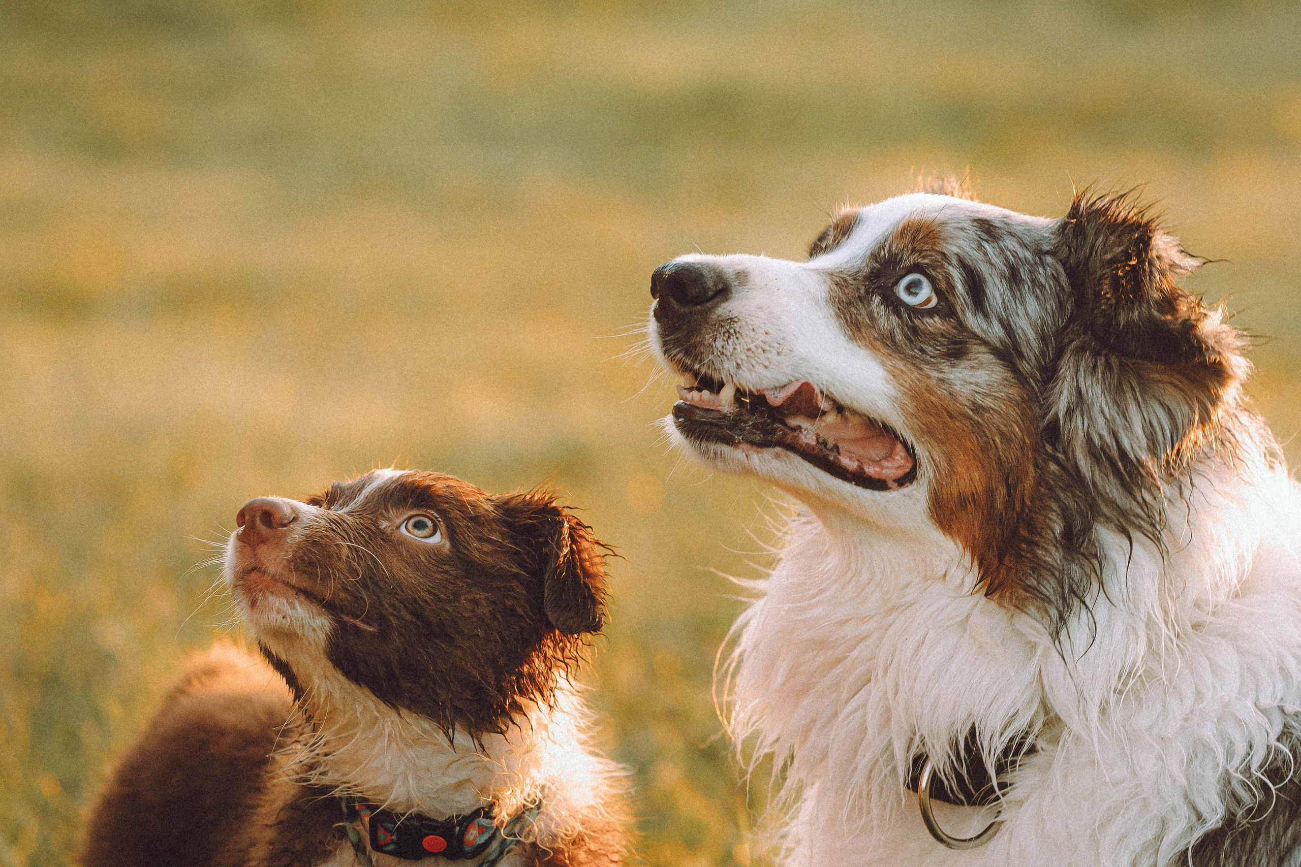 Лена, Принц и Фенек