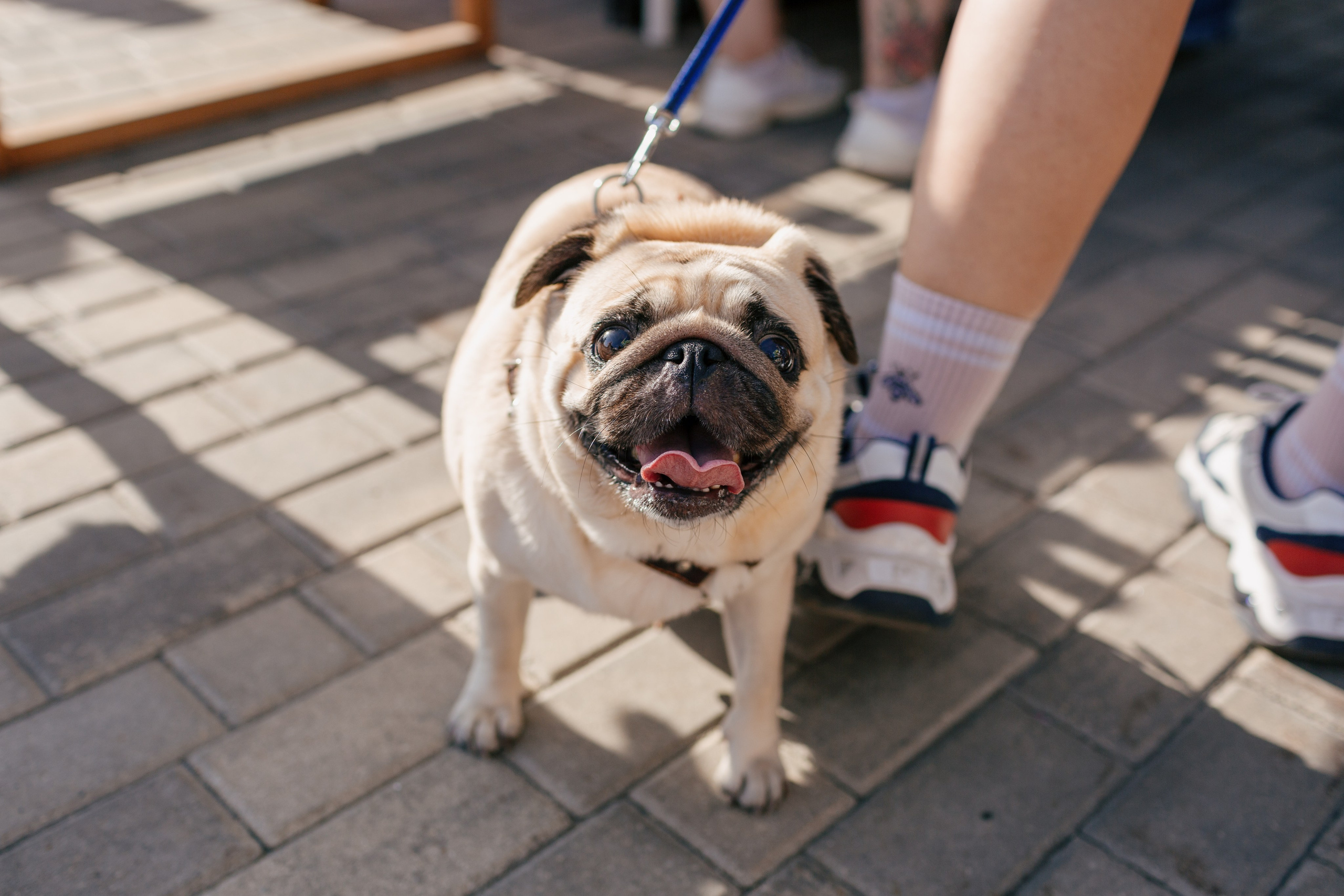 Dog Fest 2024. Главная