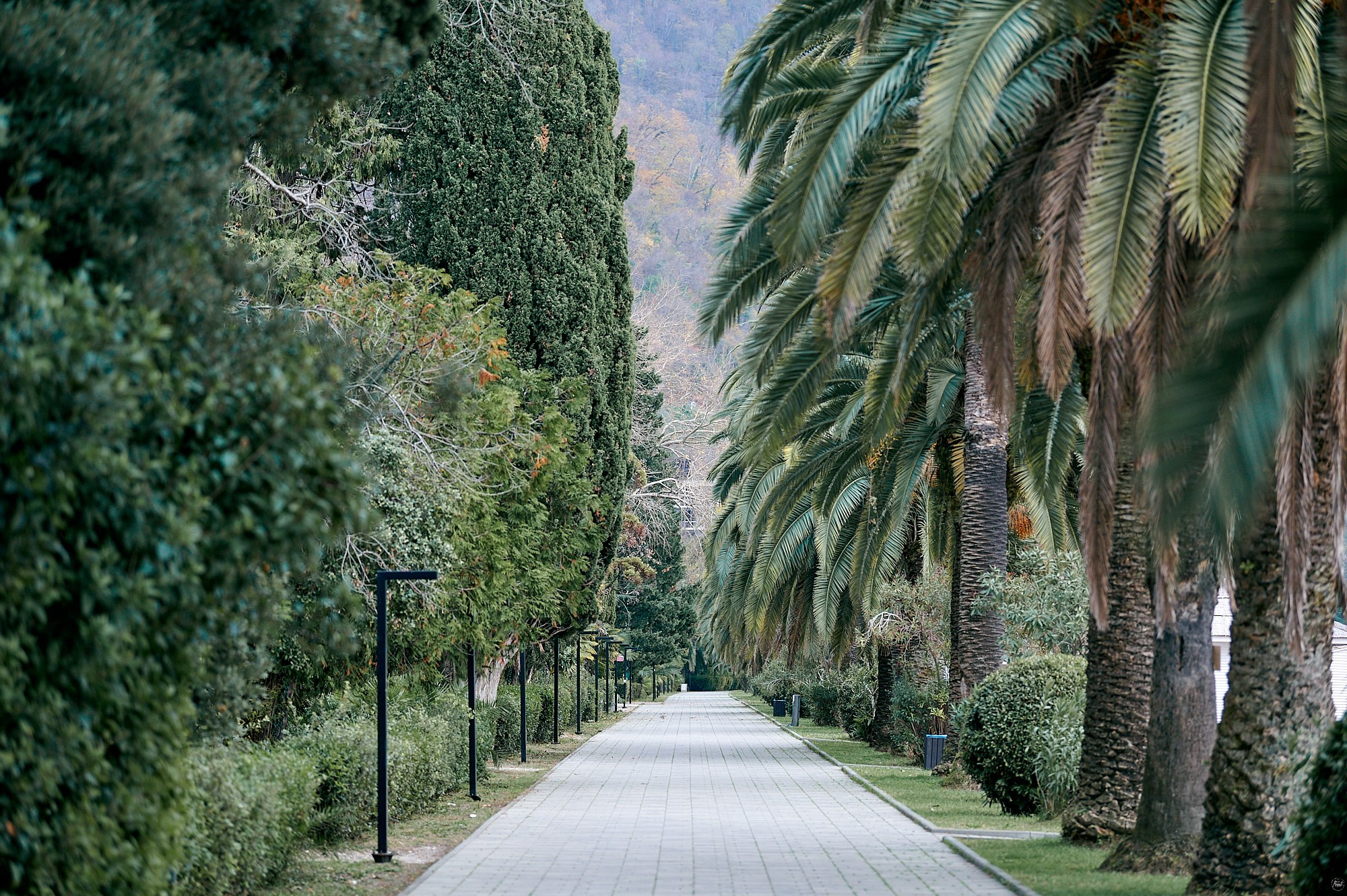 Гагра, Абхазия. Декабрь 2024. Фотографии отовсюду и обо всем