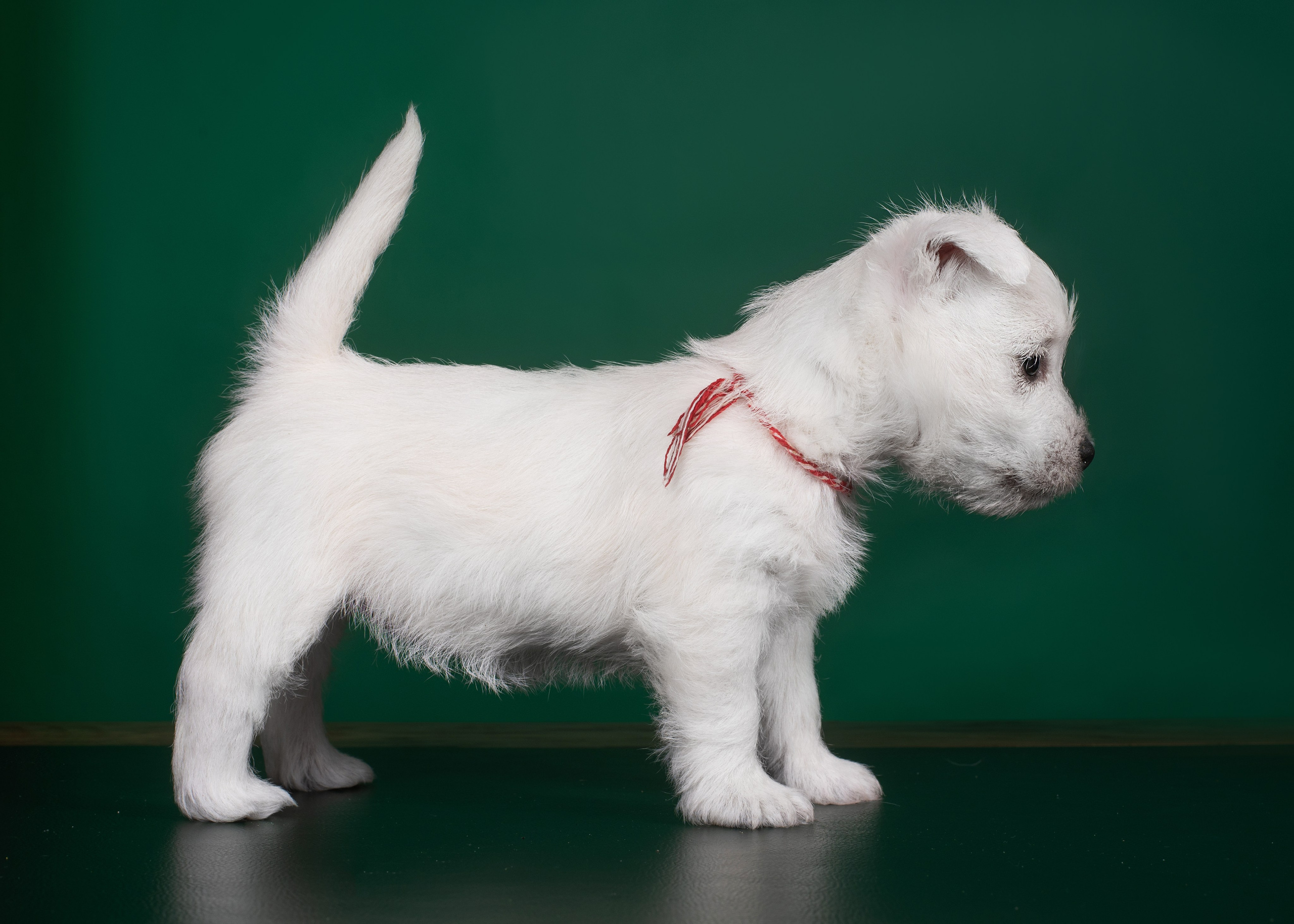 Щенки вест хайленд. Дог-фотограф в Тюмени Александра Королева