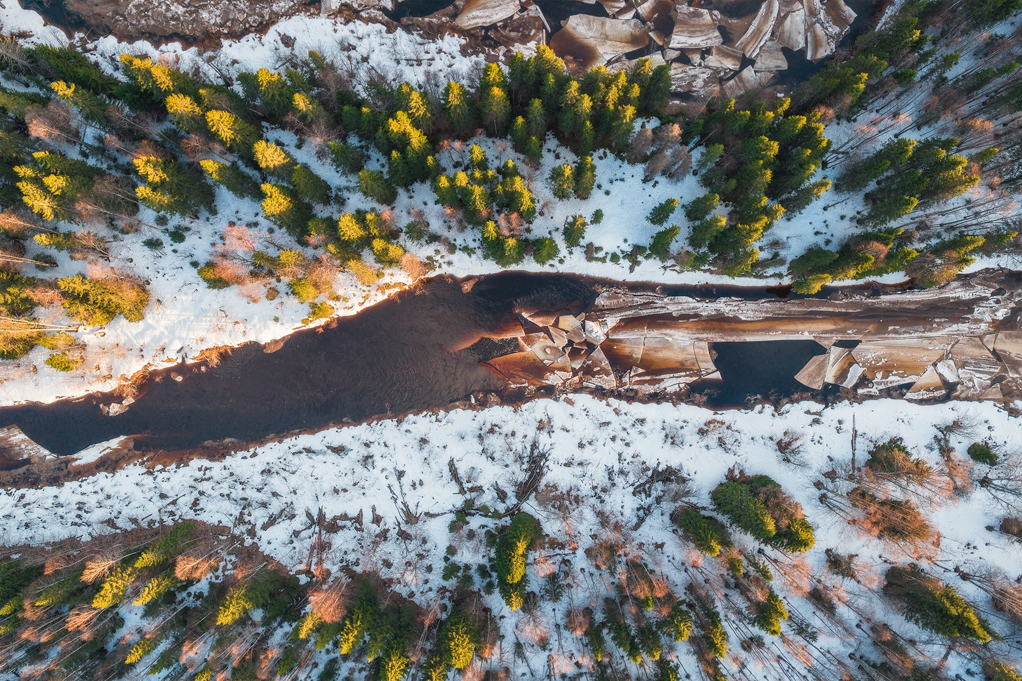 Весна в лесу. Фотосъемка в Архангельске, фотограф Александр Ермолин