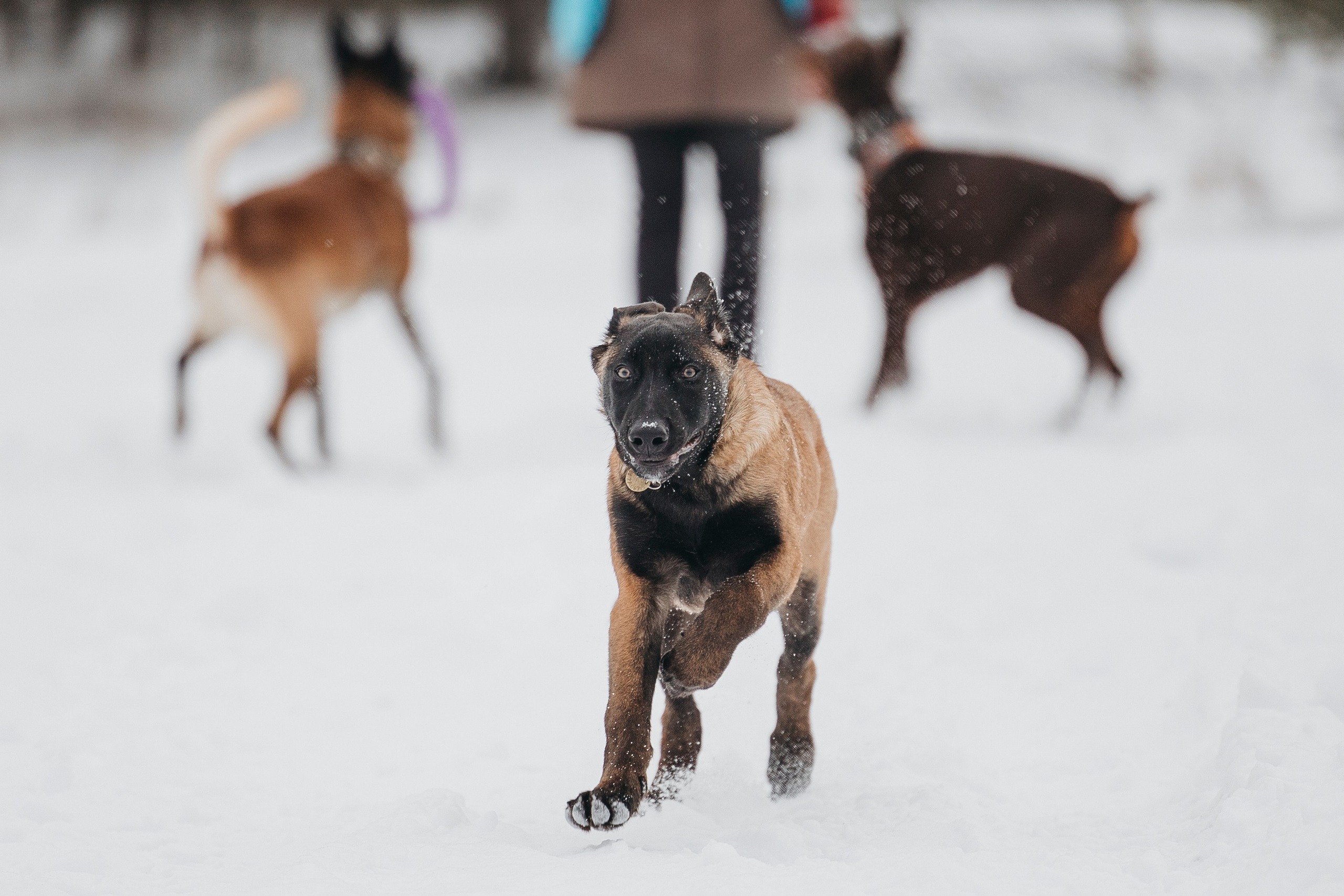 Даша, Омен, Айс и Рицу. Фотограф-анималист Анна Маринич