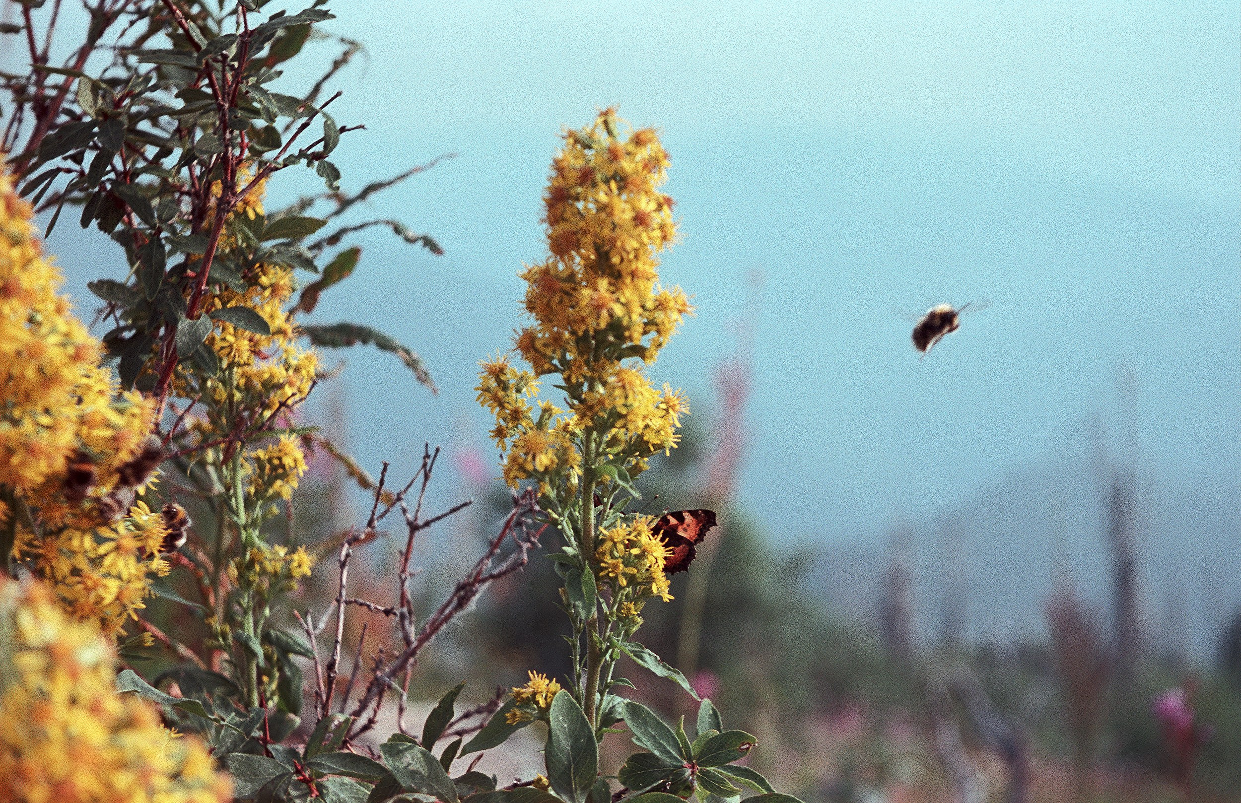 Пейзажные фотографии Алтая. Портретный и репортажный фотограф. Мыльников Илья