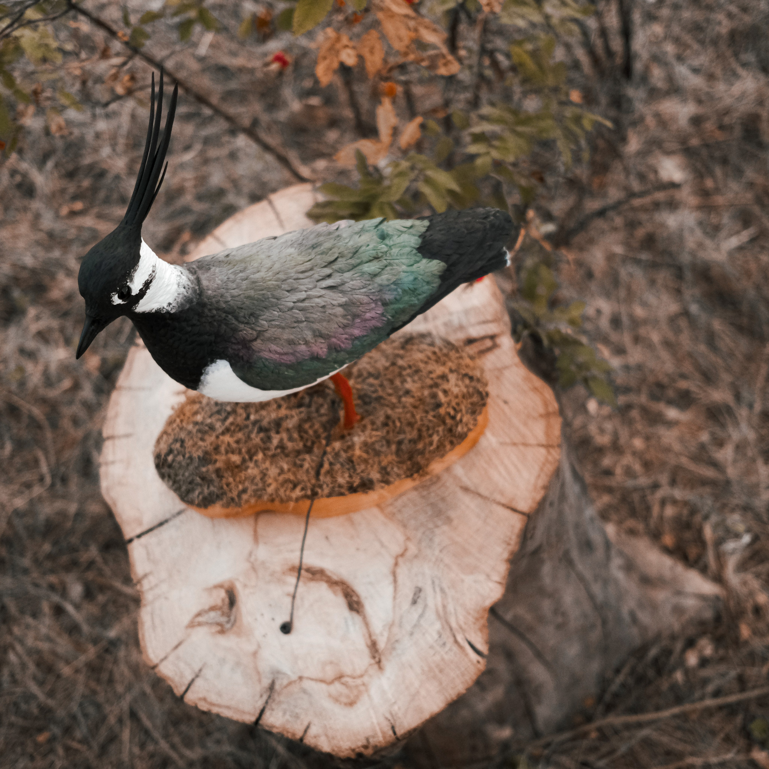 Эко-фестиваль АртЛуга 2022. LIYALEE PHOTO