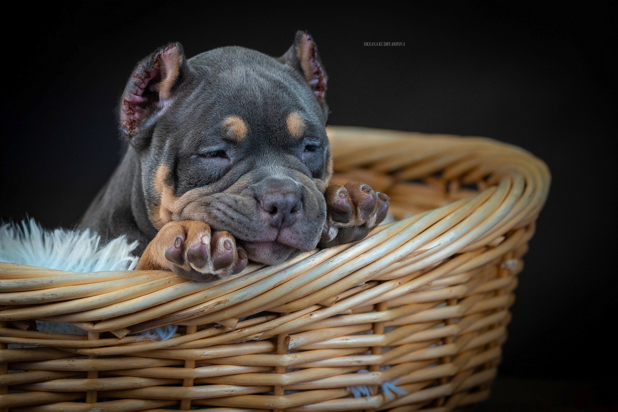 Американский булли!. Фотограф 📸 анималист, предметный, репортажный