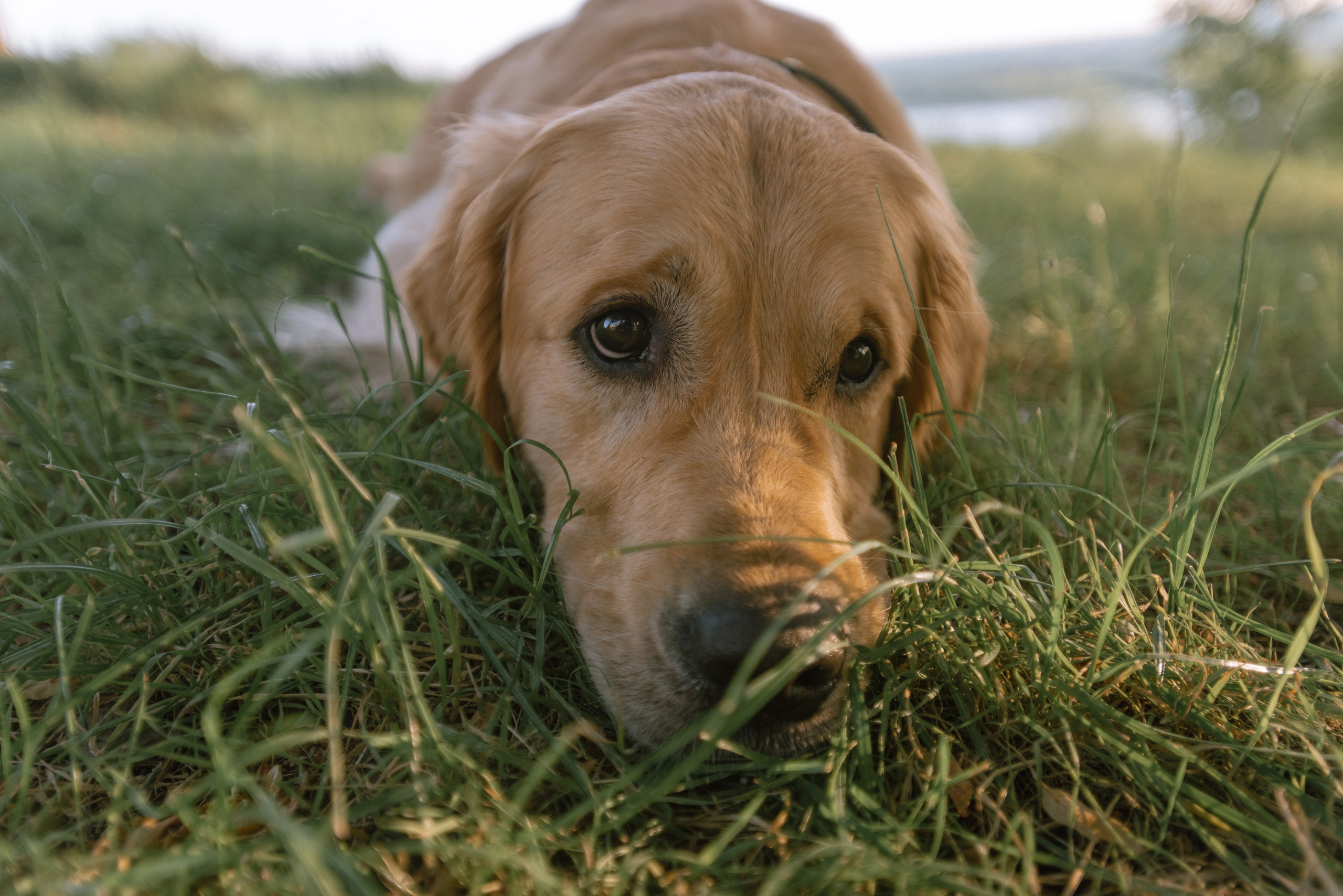 Светлана и Чарли в Нижнем Новгороде. Фотограф Анна Тюрина