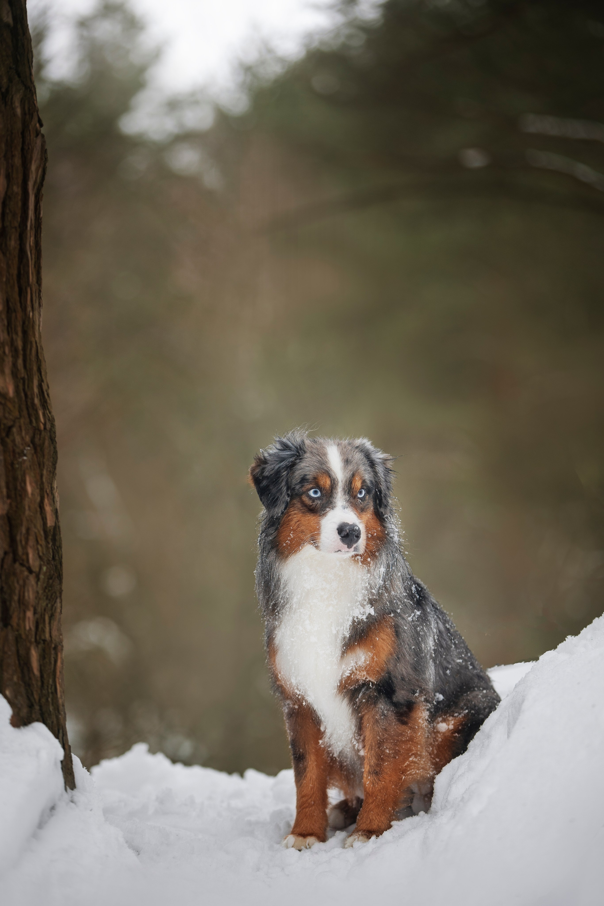 Дария, Макс, Сезам и Чили. Фотограф анималист в Москве Майорова Евгения