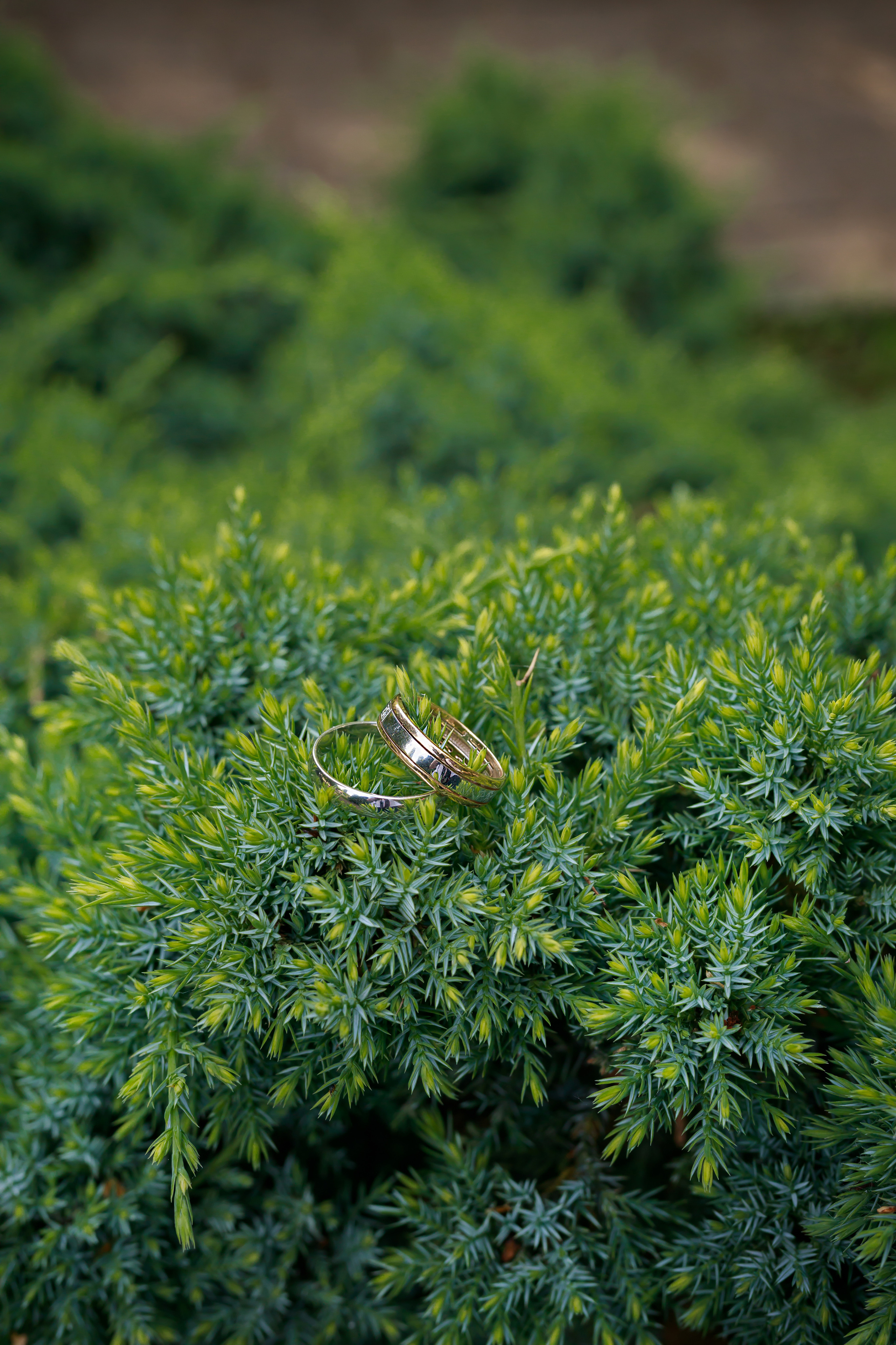СВАДЕБНЫЕ ФОТОСЕССИИ. Свадебный и семейный фотограф в г. Майкопе (выезд по республике и краю)