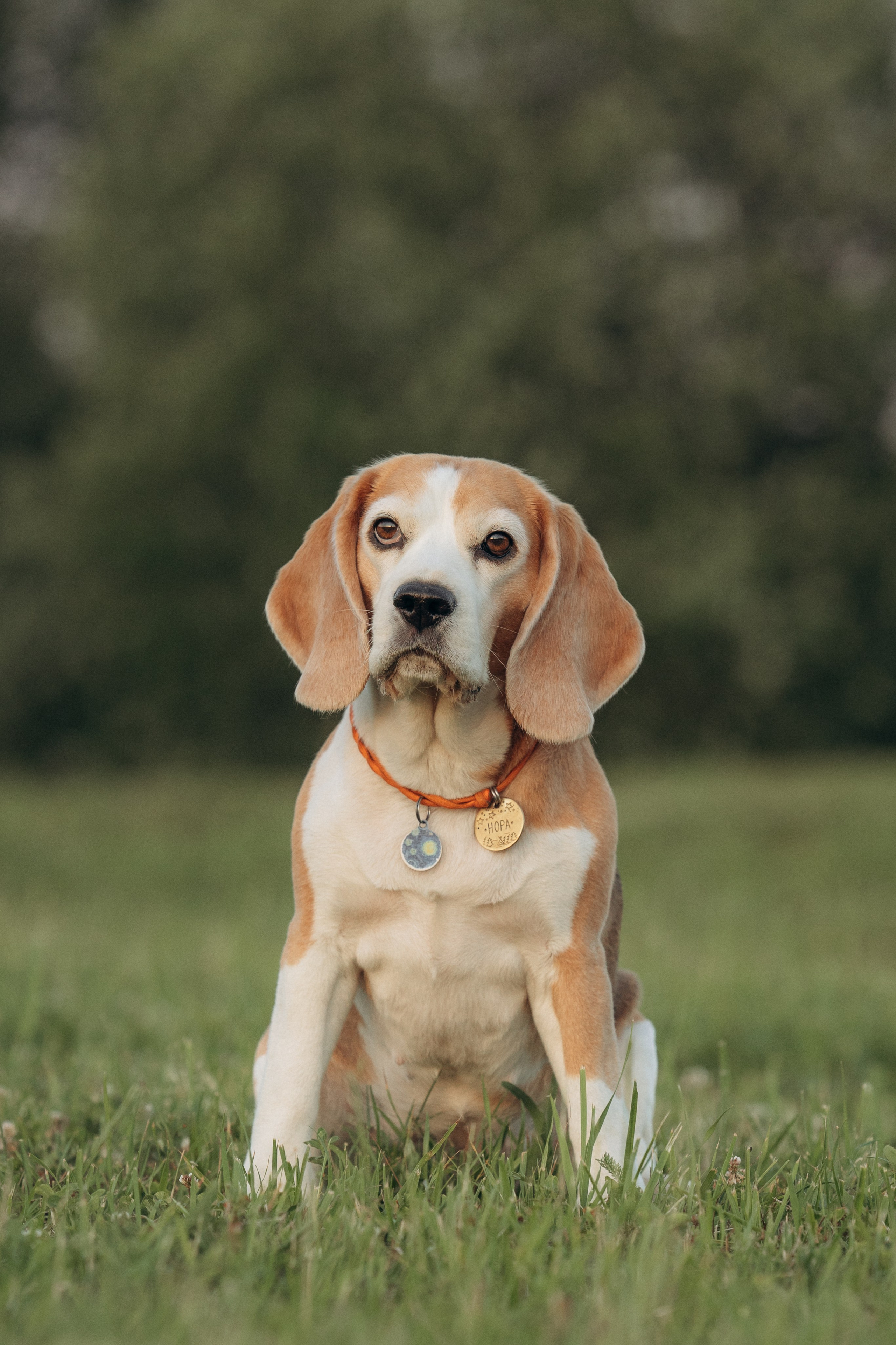 Кристина и Нора. На закате дня. Фотограф анималист в Казани Алина Сулейманова. Фотограф животных