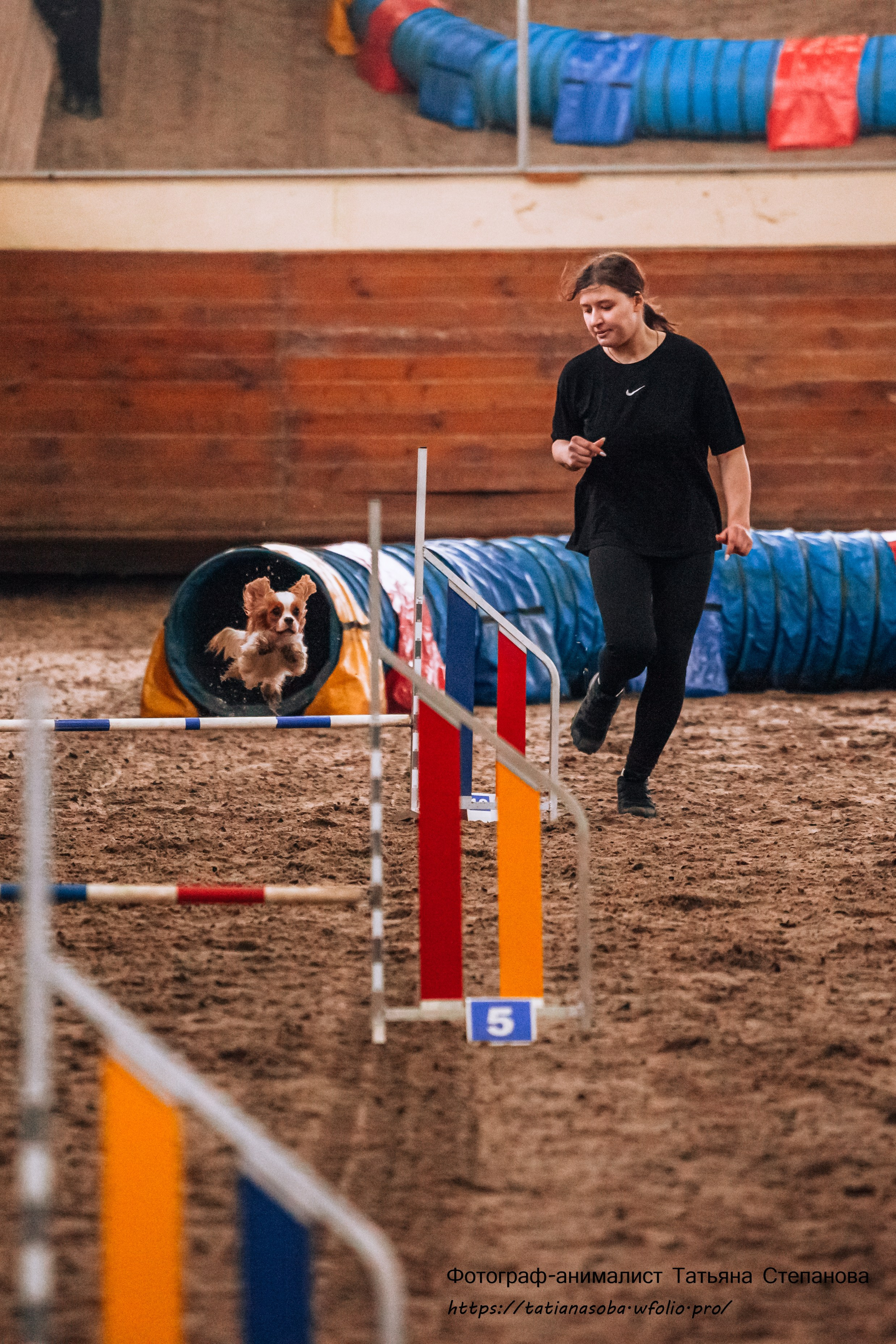 Соревнования по Аджилити 25.02.2024. Фотограф-анималист Татьяна Степанова