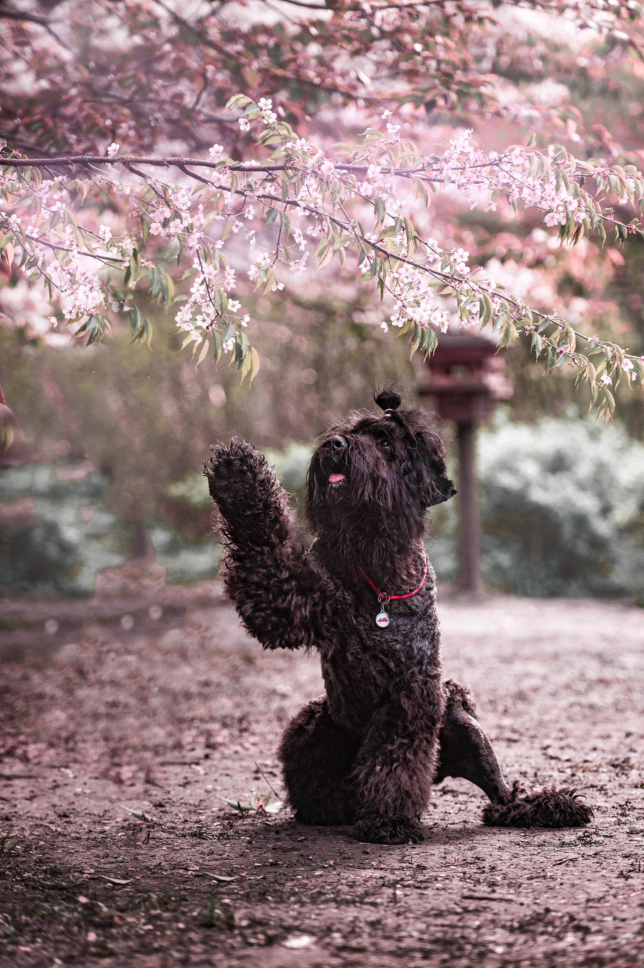 Черныши, сакура и краски холи. Фотограф-анималист