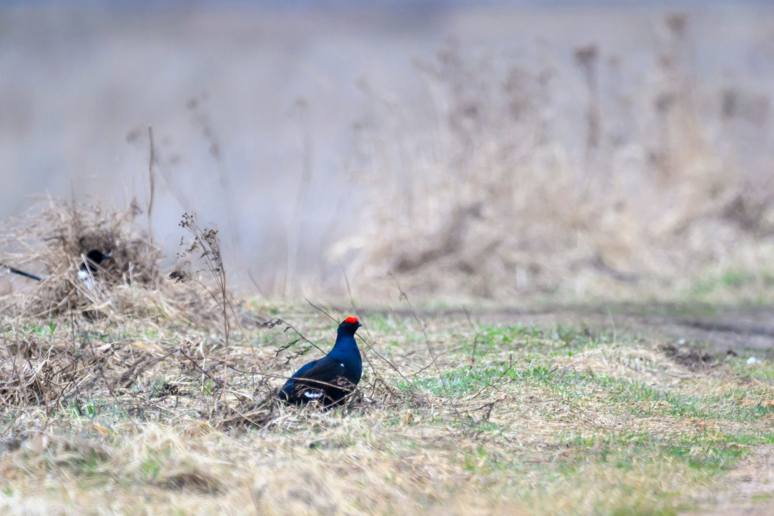 Трясогузка и тетерев. Wildlife photography by Sergey Puponin