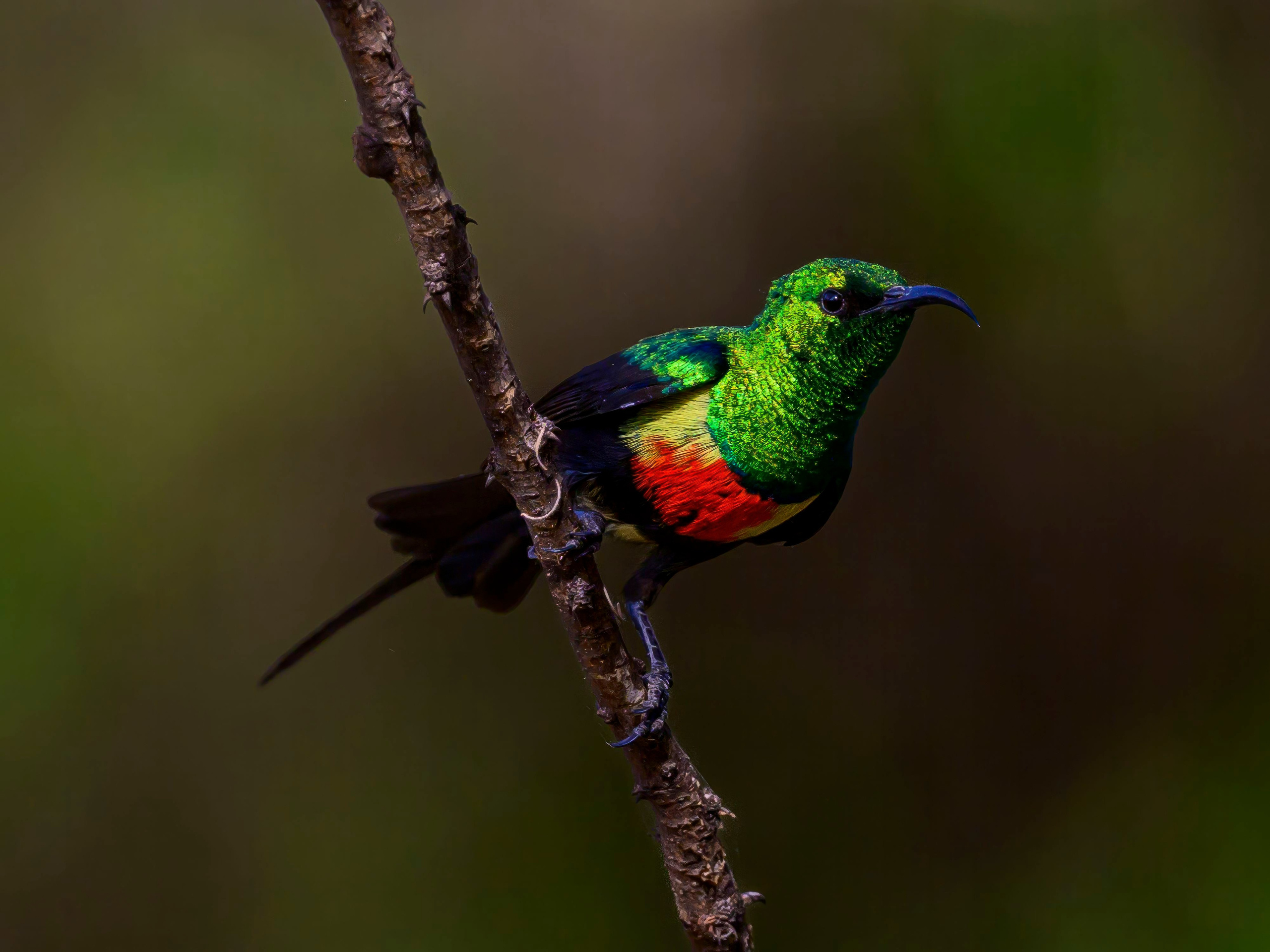 Кения. Wildlife photography by Sergey Puponin