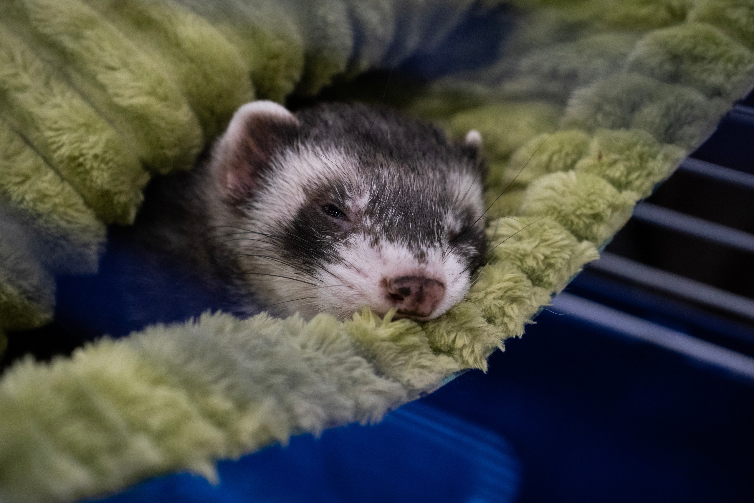 Фотосессии Пушистиков. Фотограф в Санкт-Петербурге Виктория Барышникова