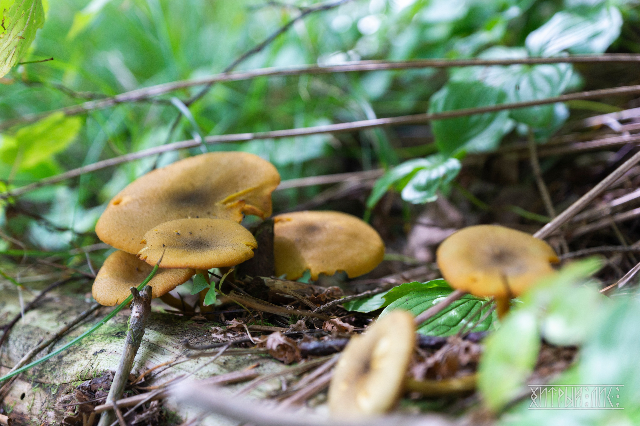 Сахалин. Фотограф-путешественник Самойлов Максим «Sly Fox»