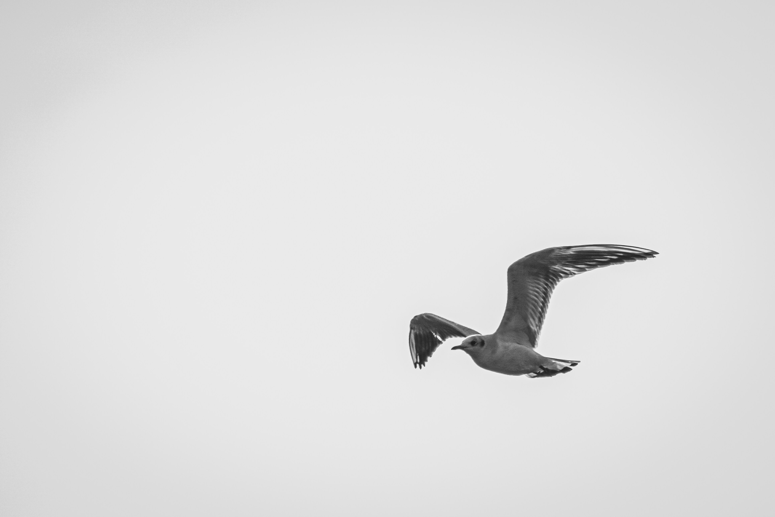 Животные. Фотограф в Ростове-на-Дону Ника Обида