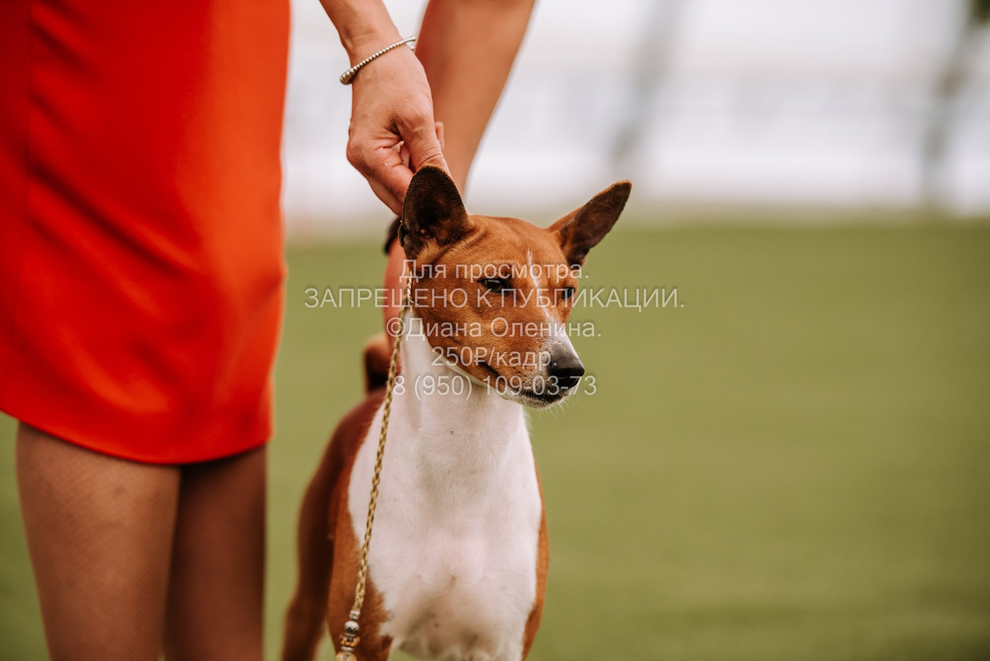 Выставка собак Красноярск 2.06. Фотограф Диана Оленина Красноярск / Братск