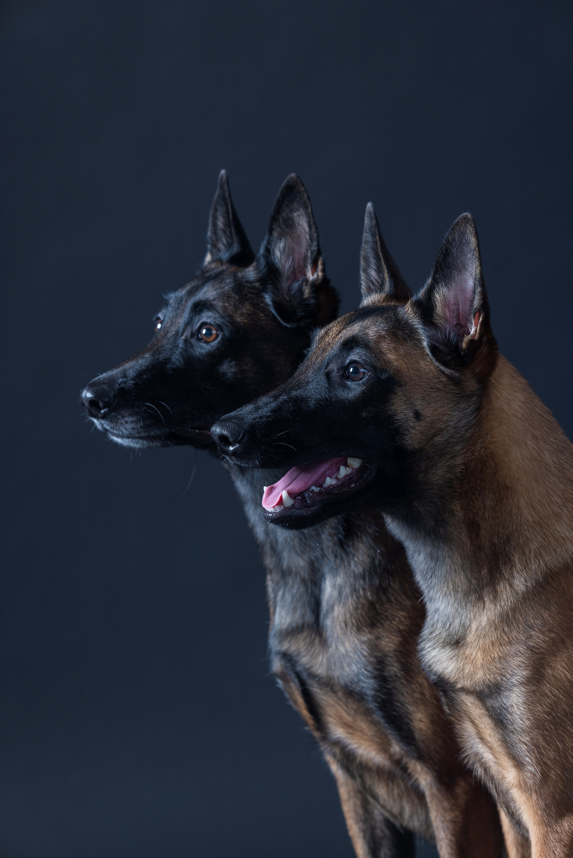 Собаки и не только. Фотограф Алена Звездина