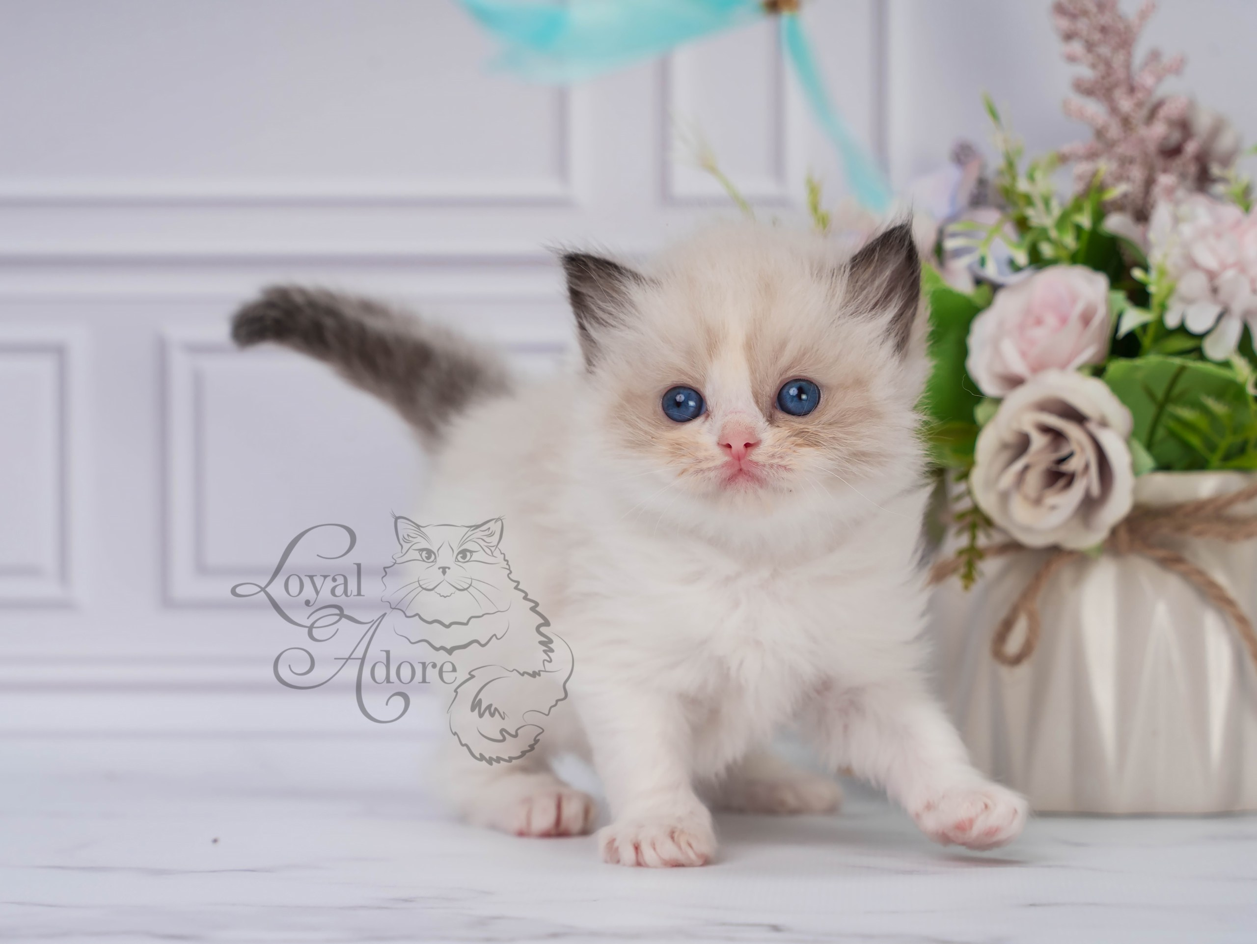 Котята рэгдолл от Loyal Adore. Питомник рэгдолл Loyal Adore