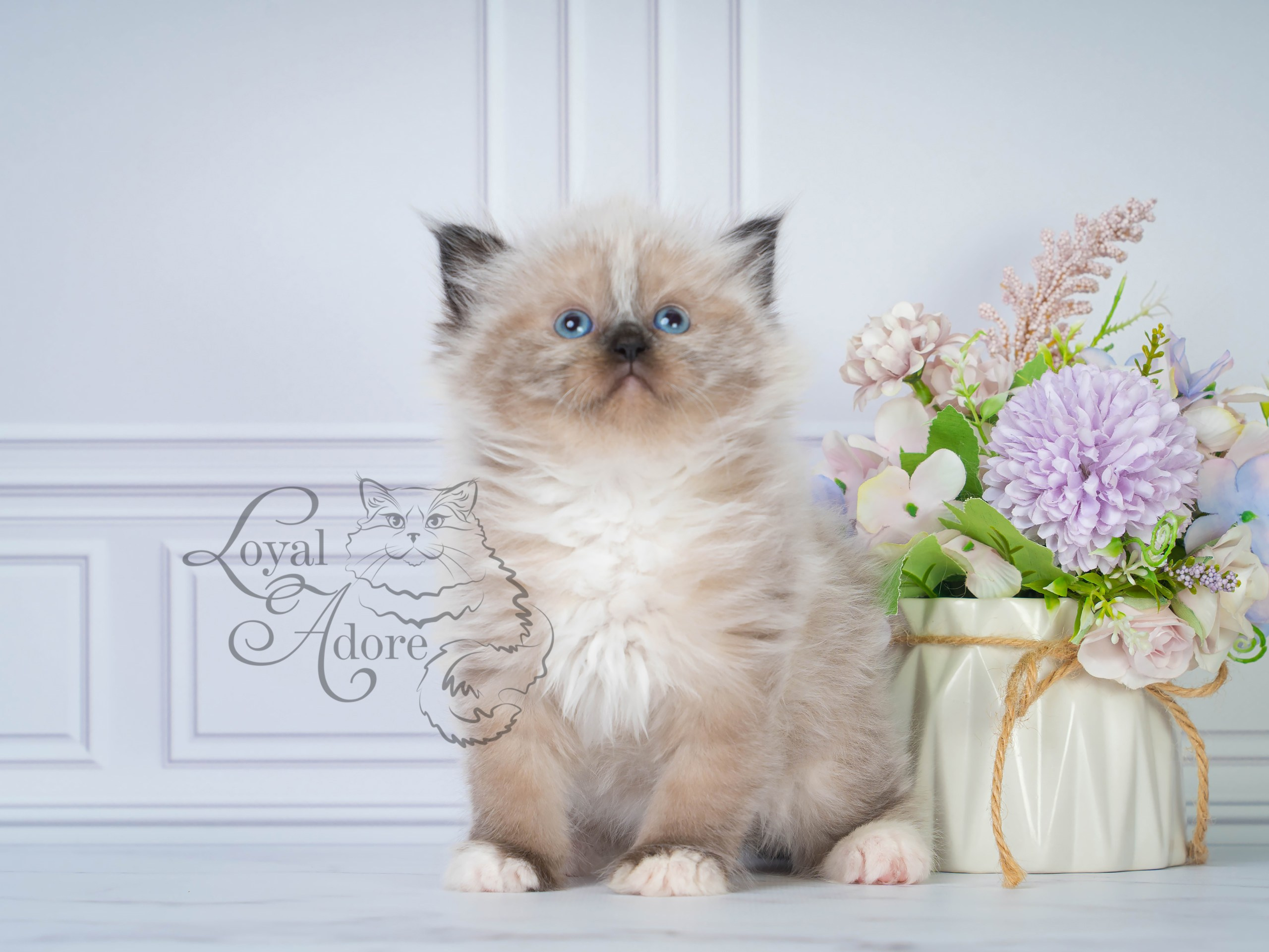 Котята рэгдолл от Loyal Adore. Питомник рэгдолл Loyal Adore