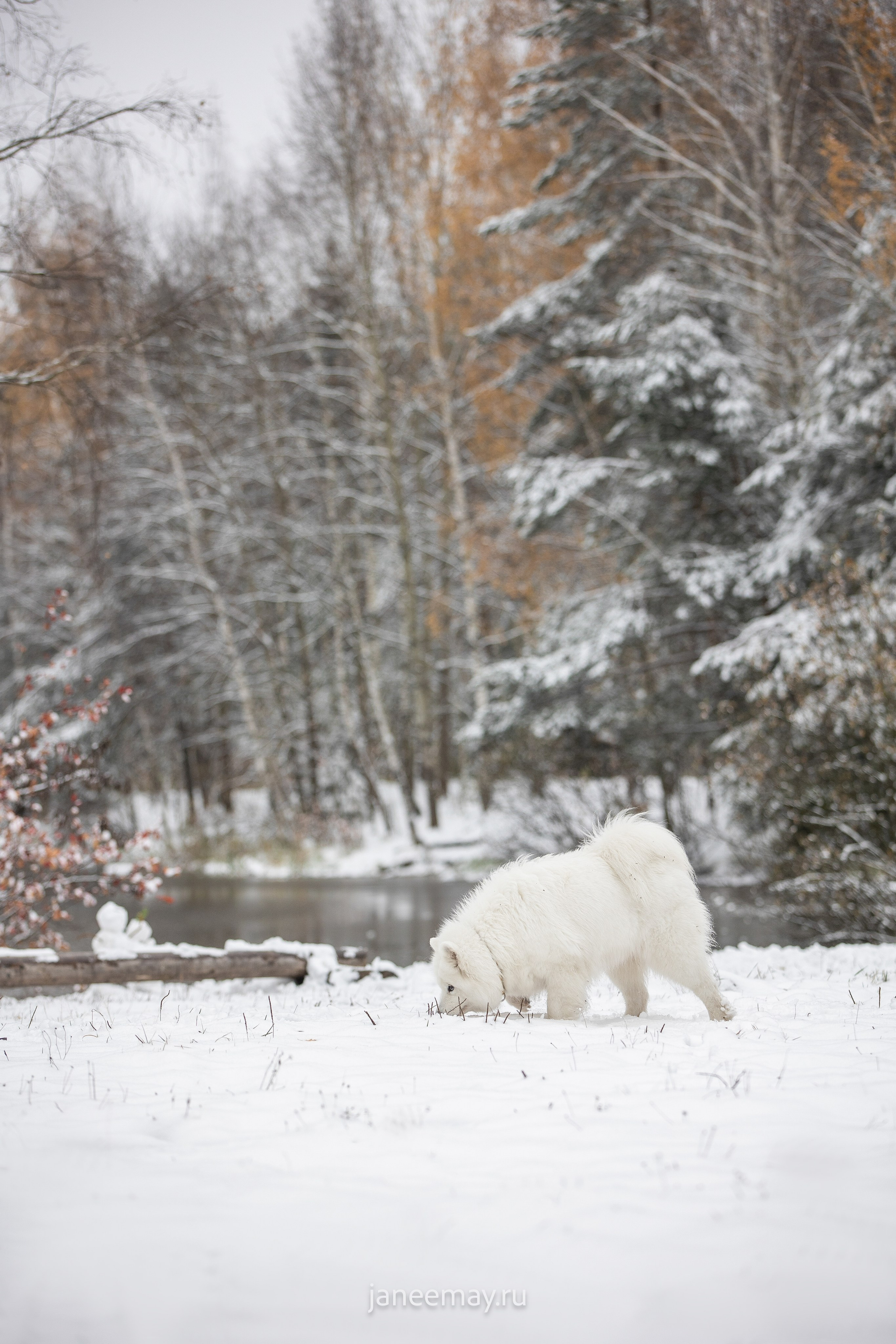 Фото собак, животных зимой. Фотограф анималист в Москве Майорова Евгения