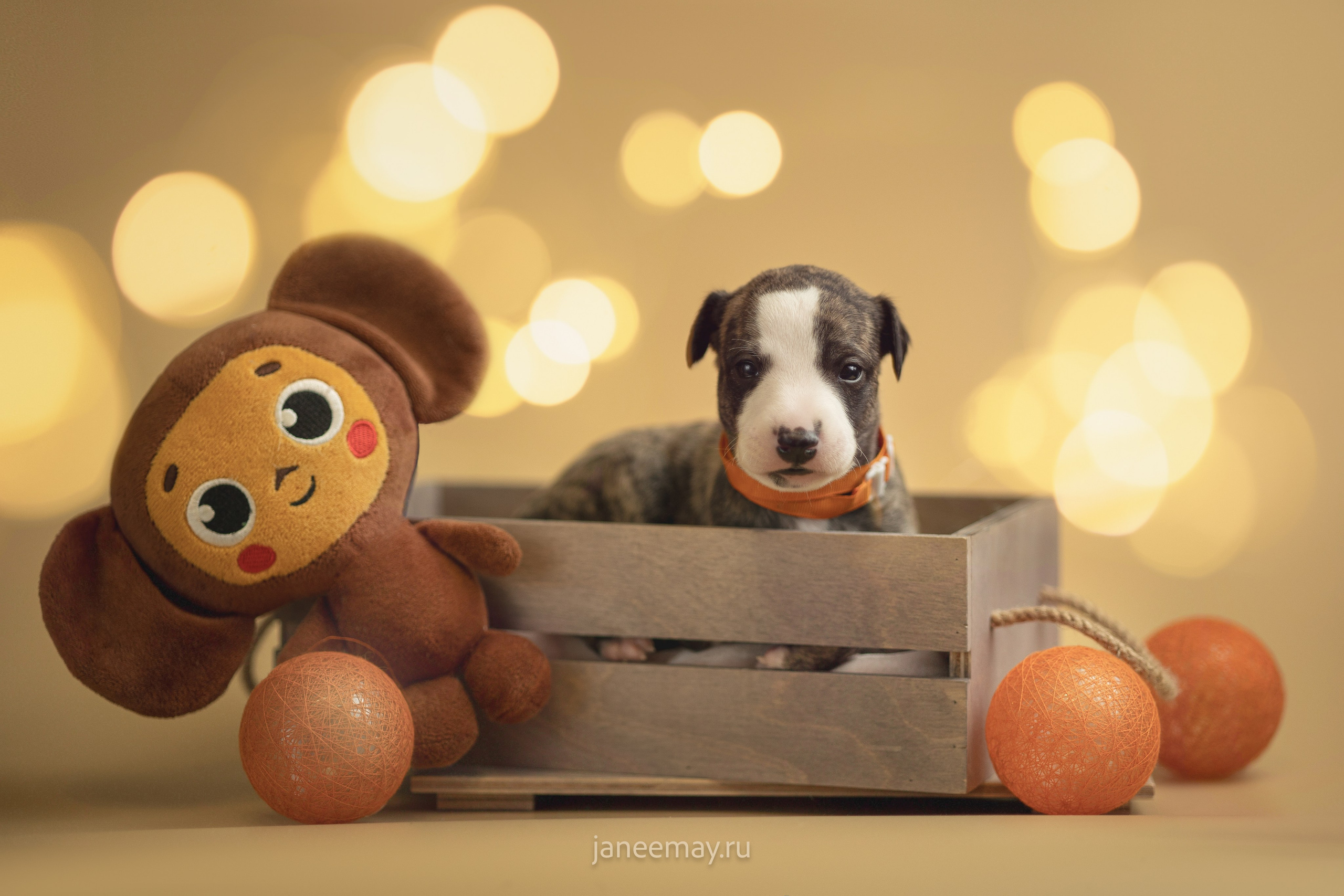 Малыши уиппеты Великбековых. Фотограф анималист в Москве Майорова Евгения