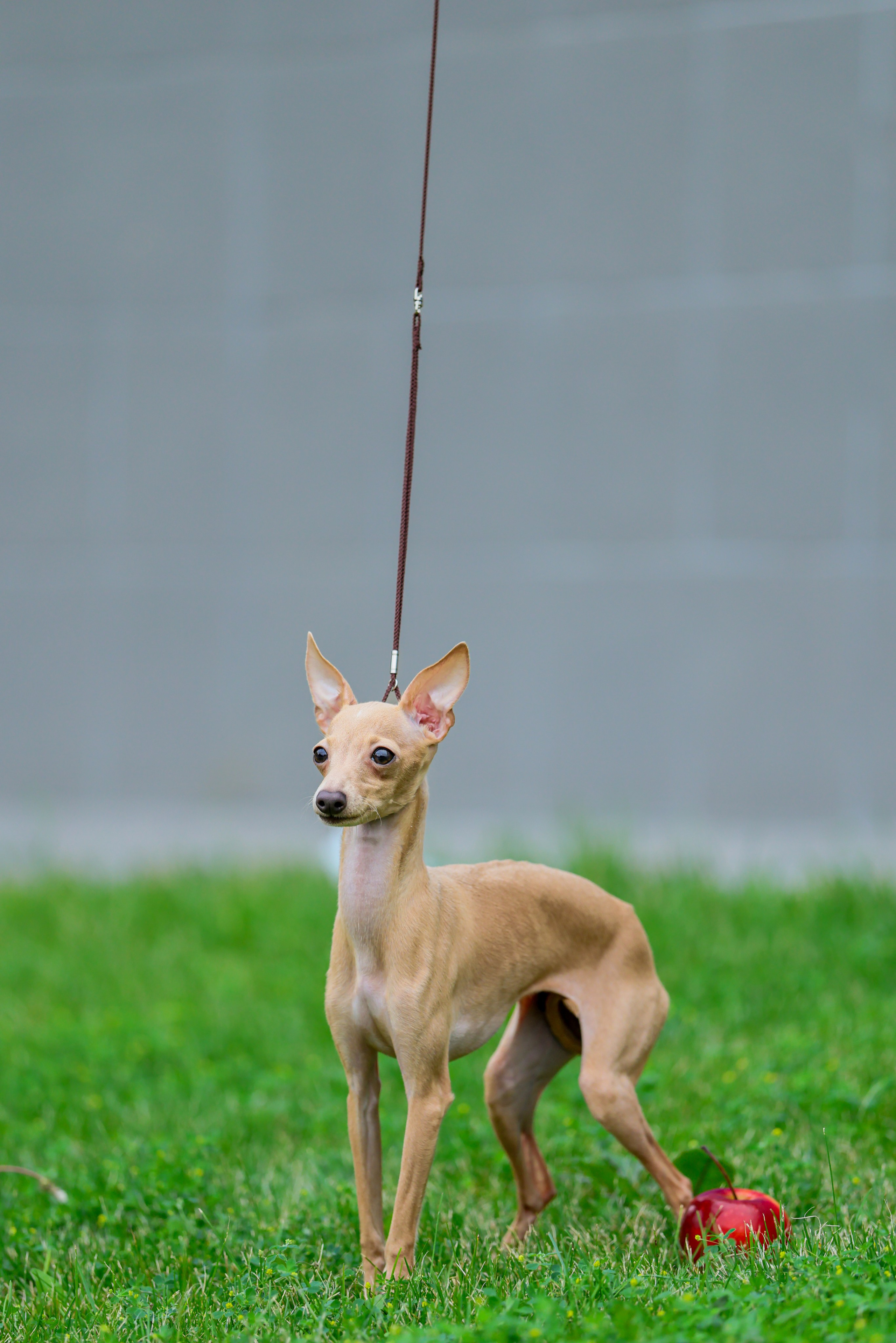 Кремовая Лекси. Professional Italian Greyhound Kennel RKF/FCI ASTI SAPPHIRE 💎 Sochi|St. Petersburg