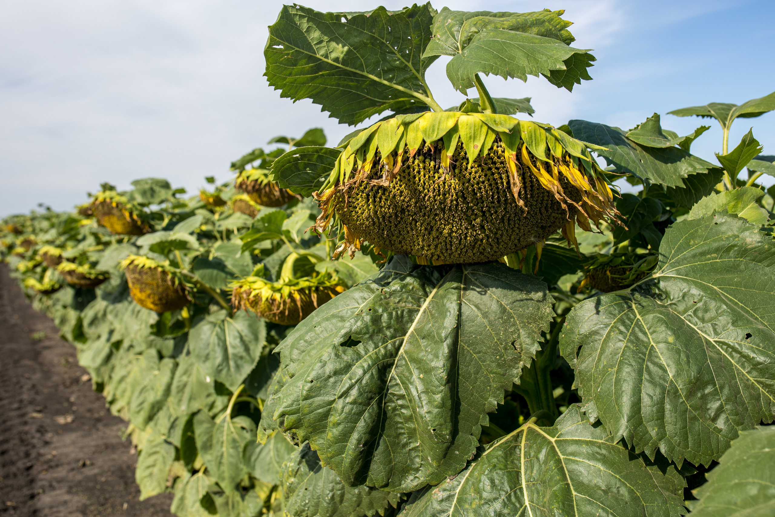 Решения для сельского хозяйства BASF 16.08.2022. Владислав Волков | Фотография и видеосъемка в Воронеже